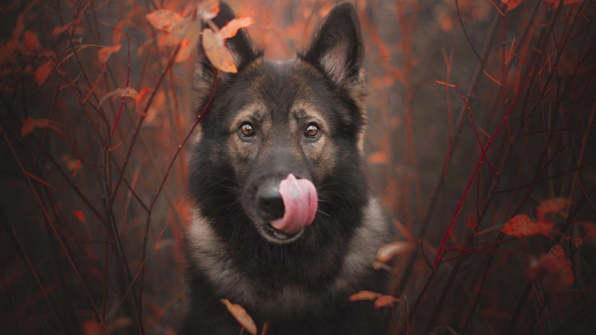 1920x1080 German Shepherd Theme for Windows 10