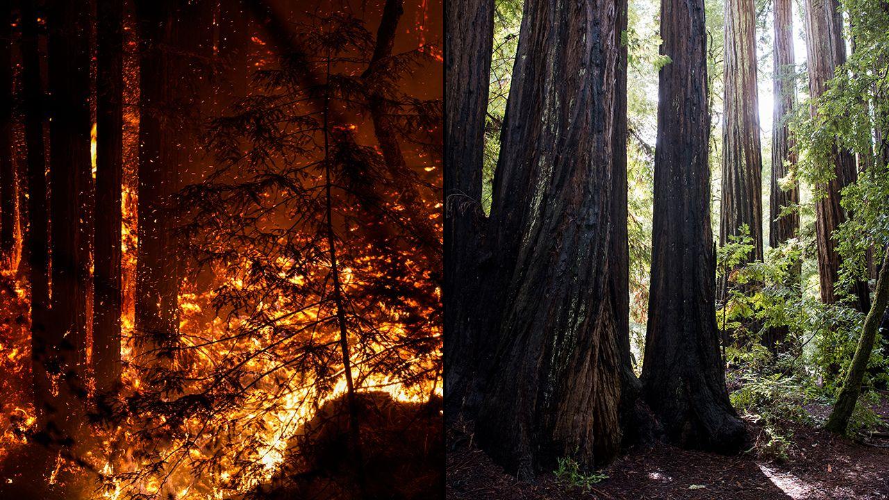 1280x720 Big Basin Redwoods, California's oldest state park, devastated by CZU Lightning Complex; Fate of ancient trees unknown San Francisco
