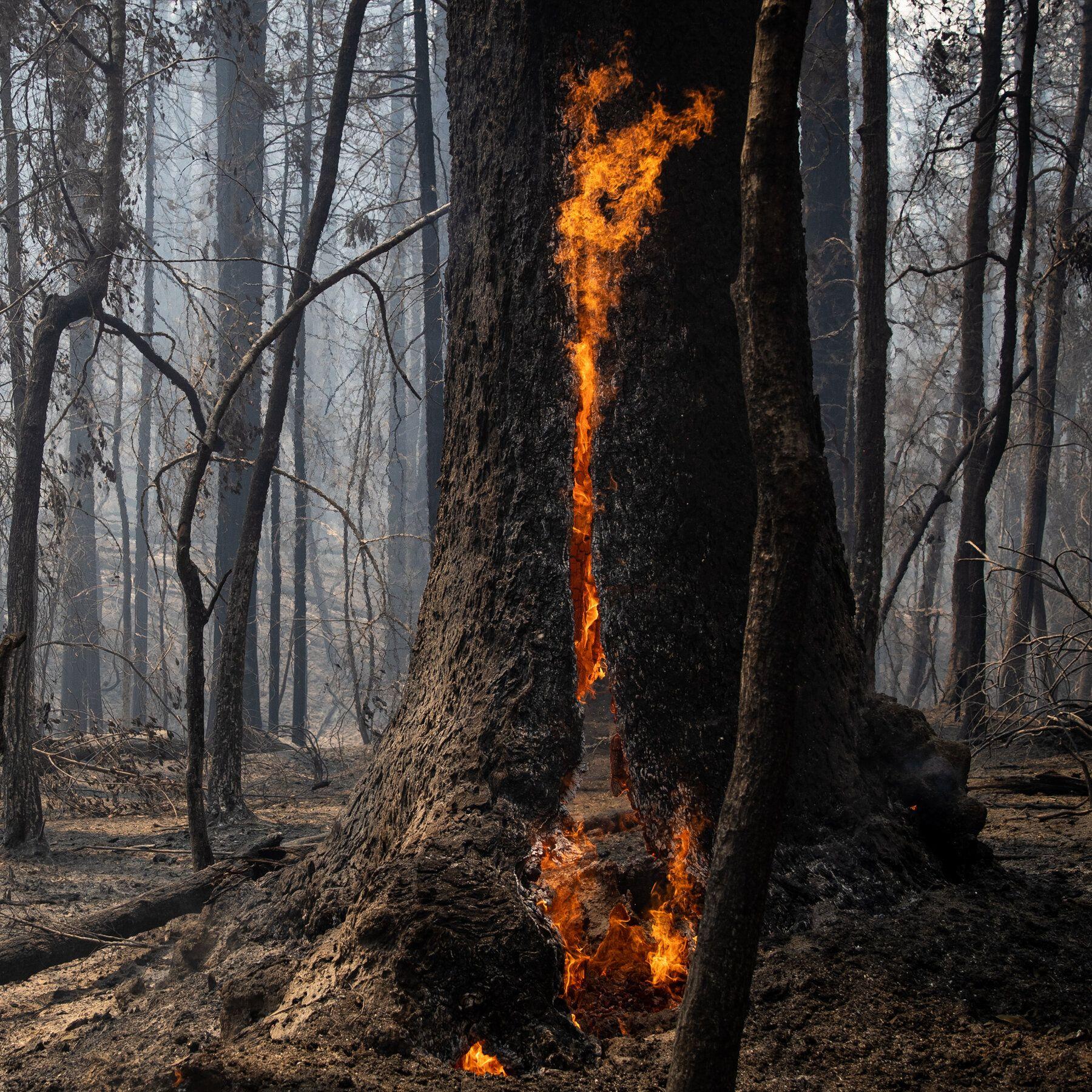 1800x1800 Hundreds of Trees Burned at Big Basin Redwoods State Park