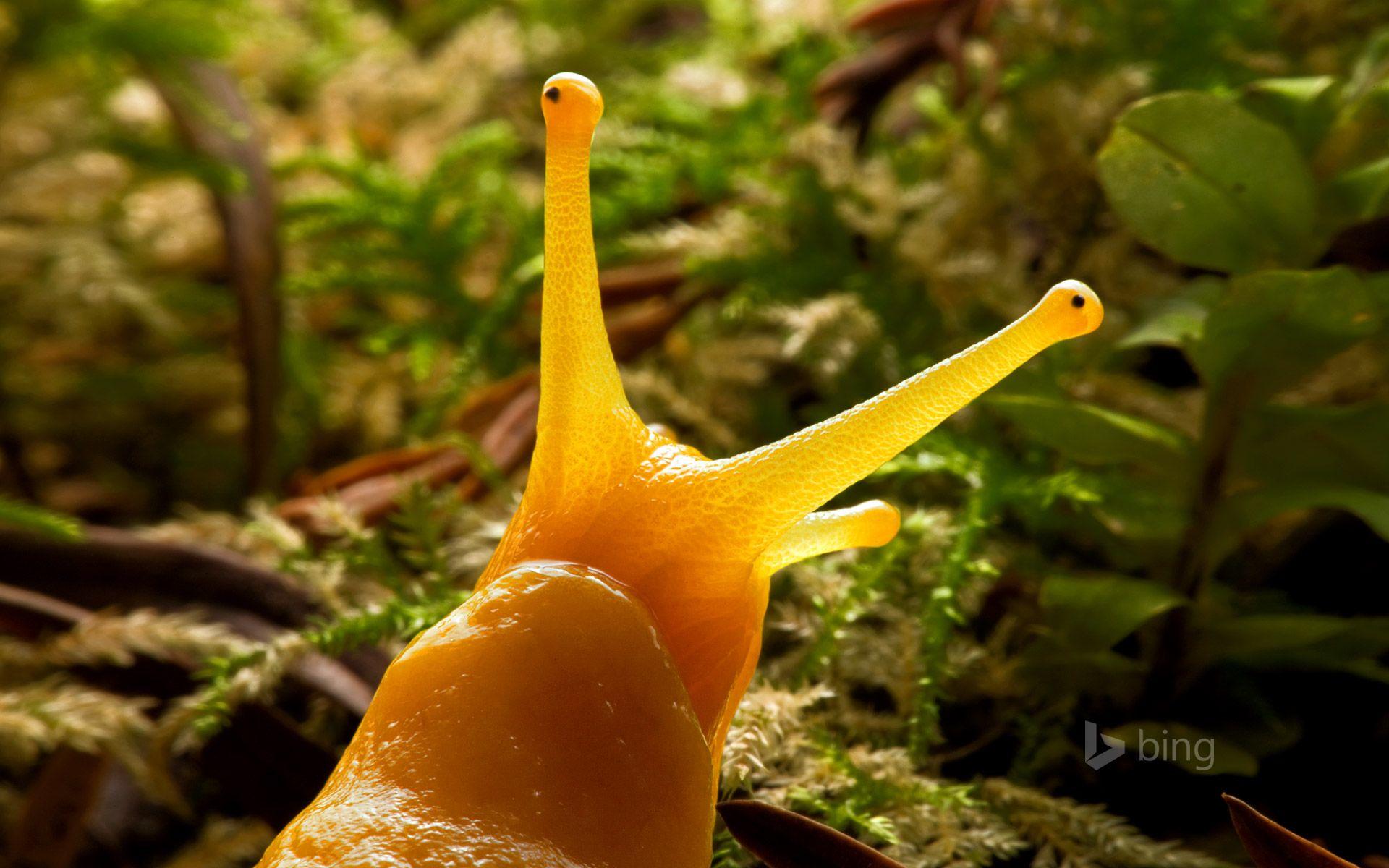 1920x1200 Bing's Wallpaper For 9 24 14 Is A Banana Slug From Prairie Creek Redwoods State Park