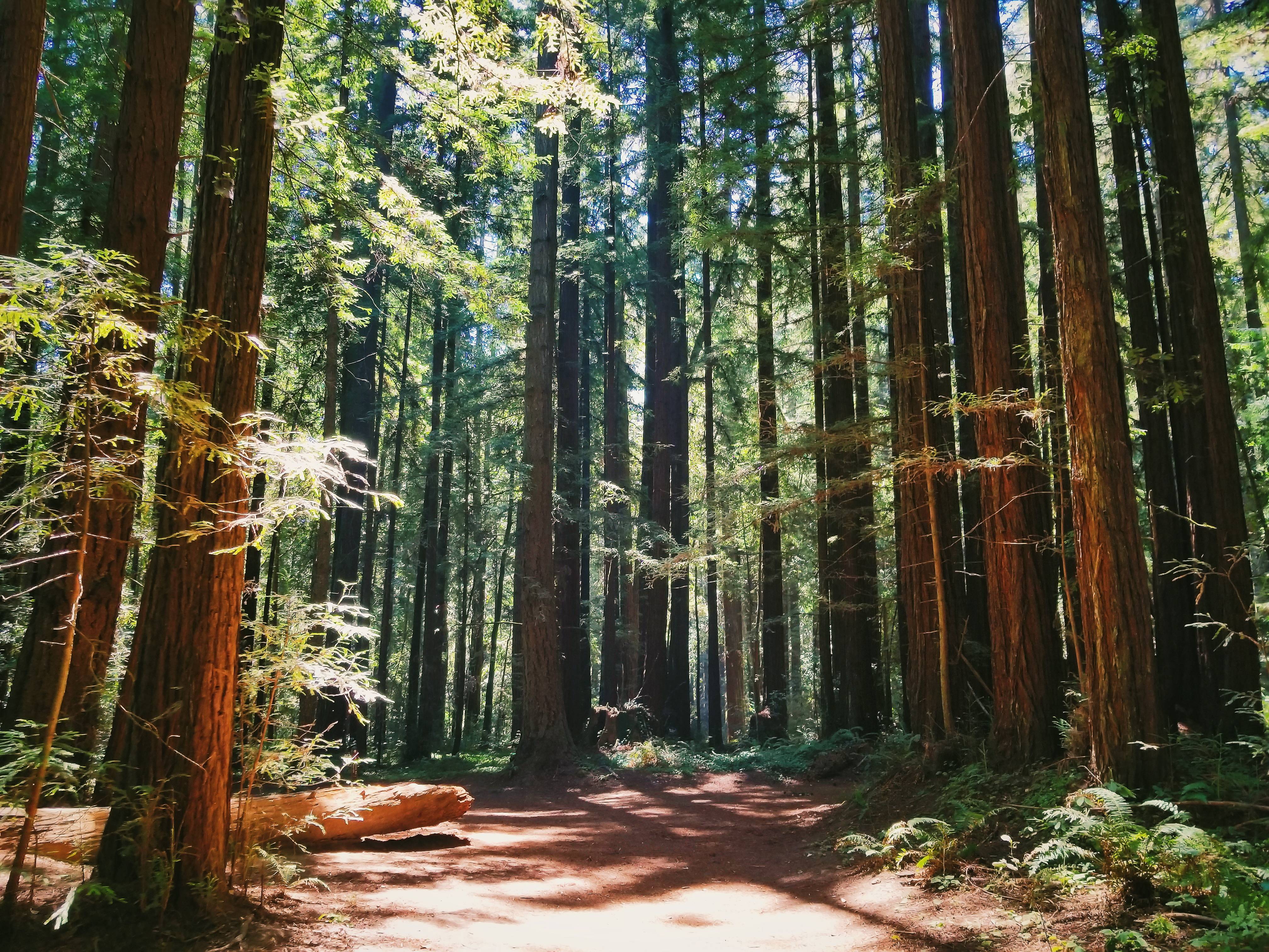 4032x3024 Five minutes to go from sprawling residential neighborhood to full on forest, Santa Cruz, CA [4032X3024]