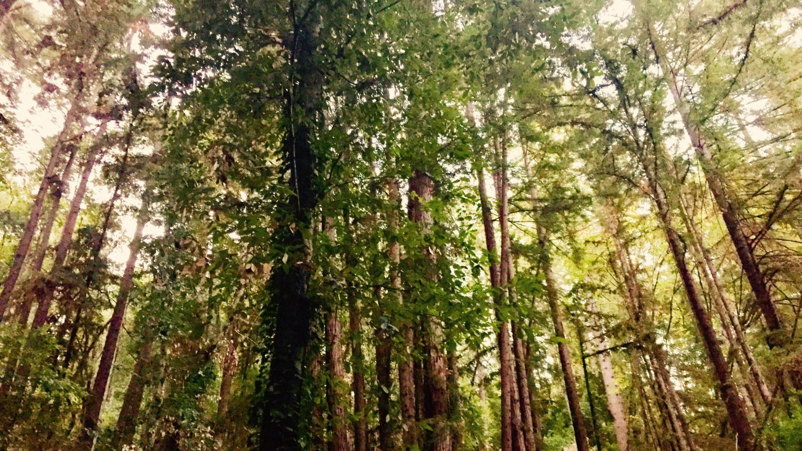 1600x900 A biologist believes that trees speak a language we can learn
