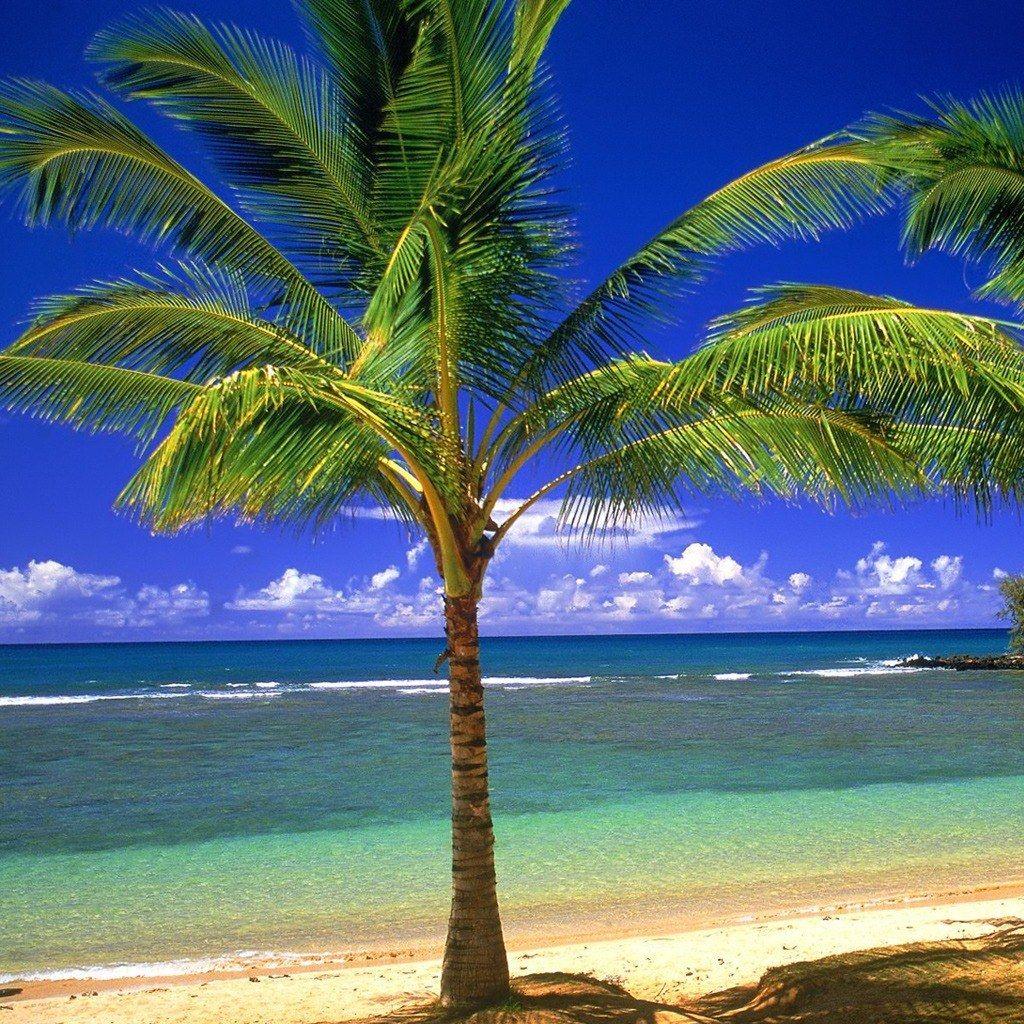 1024x1024 Wallpaper For IPad Free 581p399 Wallpaper For Cell Phone Wallpaper & Background Download