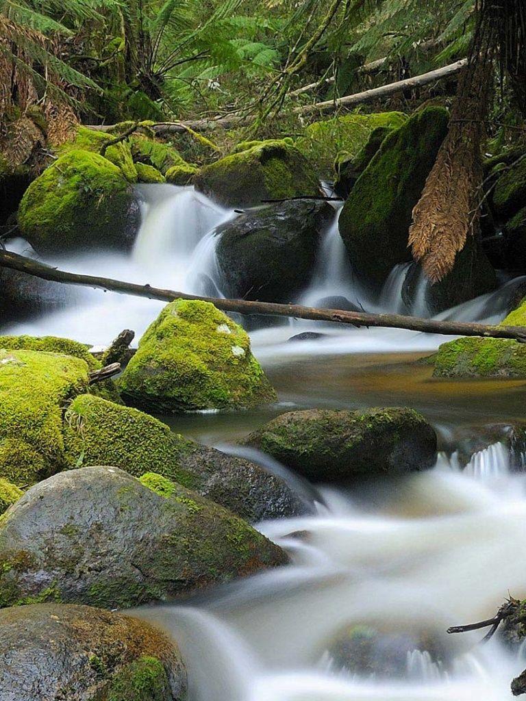 768x1024 Nature Free iPad Wallpaper