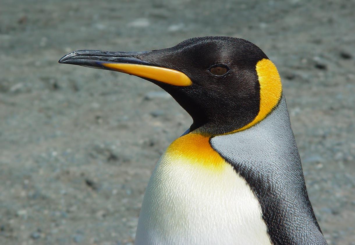 1220x840 King Penguin Desktop and Mobile Wallpaper