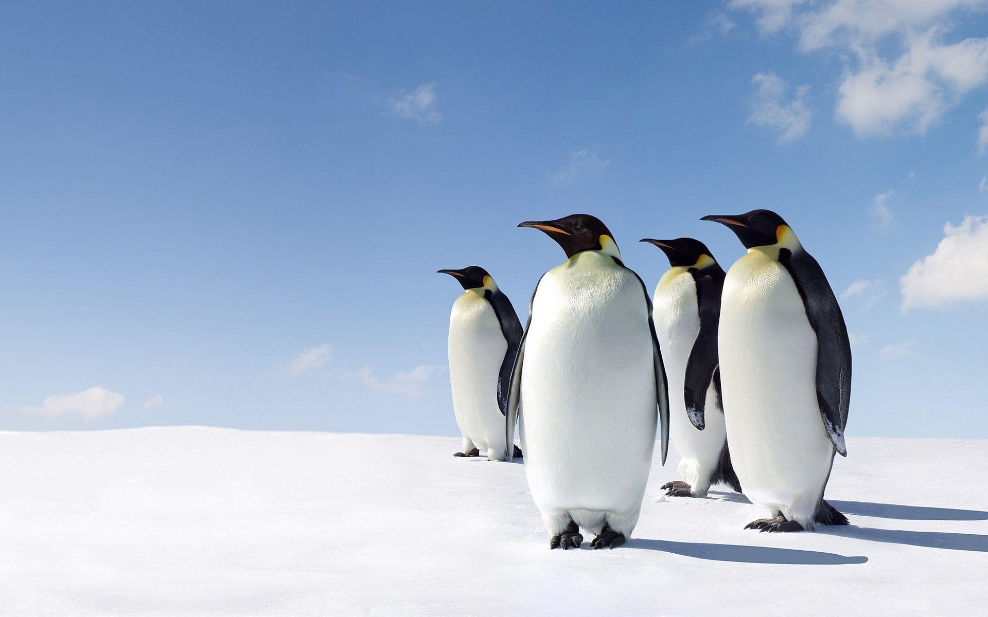 1920x1200 king penguin wallpaper Desktop Wallpaperk HD