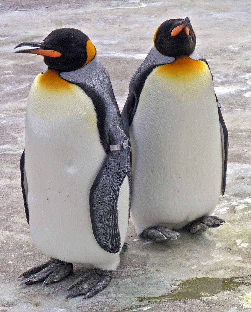 864x1075 King Penguin Wallpaper
