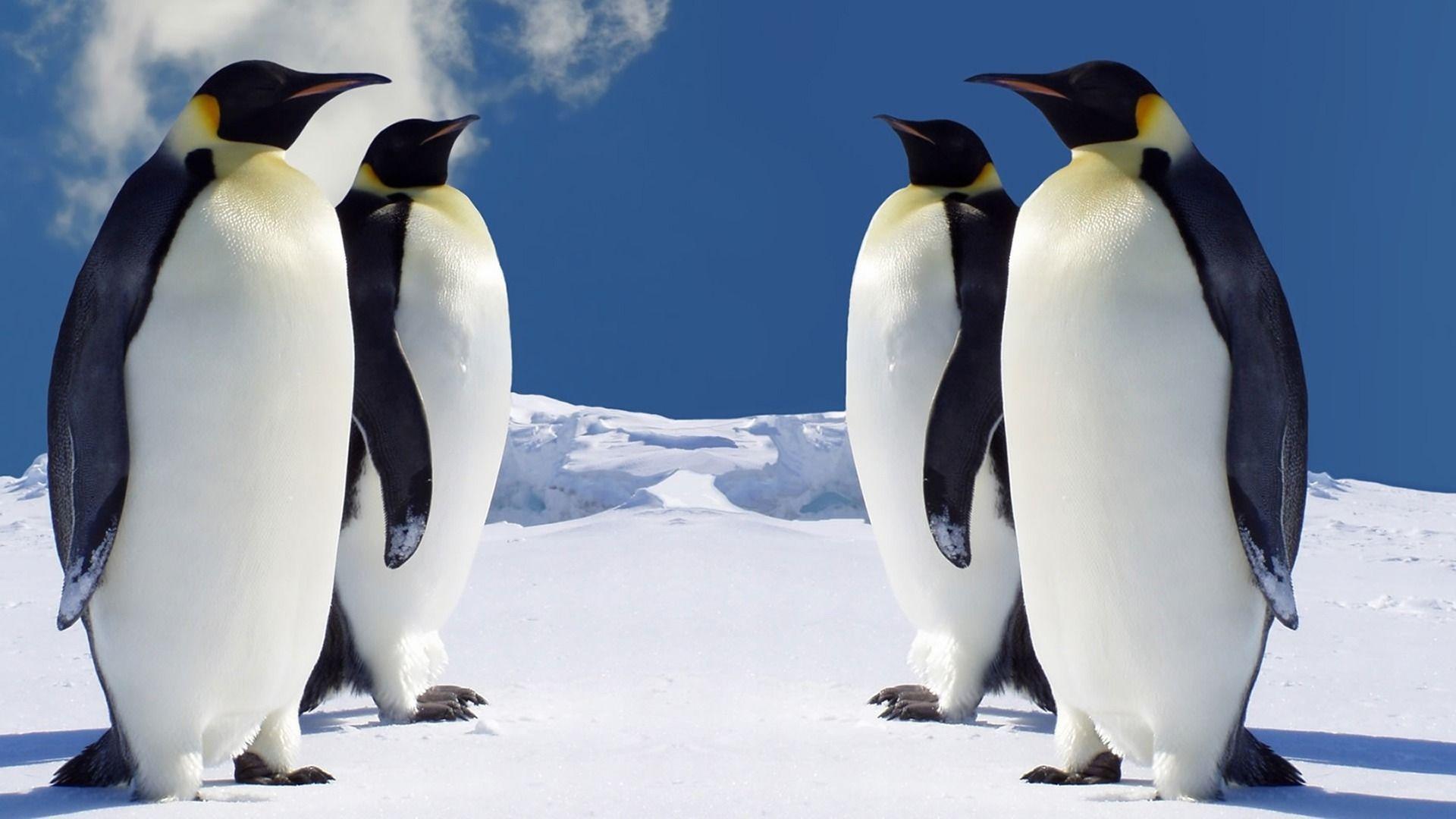 1920x1080 Penguins Animal Wallpaper