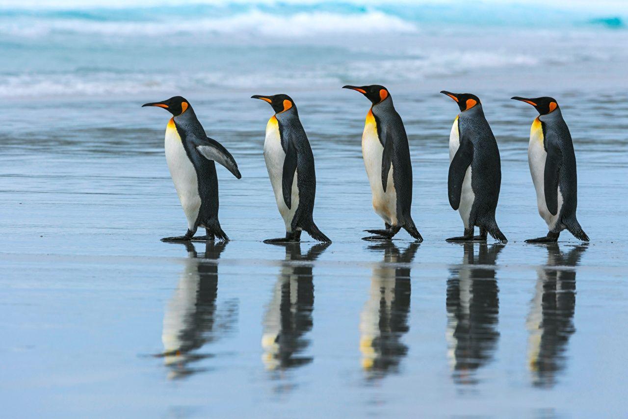 1280x854 Free download Wallpaper Penguins 5 King penguin Stroll Animals [1280x854] for your Desktop, Mobile & Tablet. Explore King Penguin Wallpaper. King Penguin Wallpaper, Penguin Wallpaper, Penguin Wallpaper