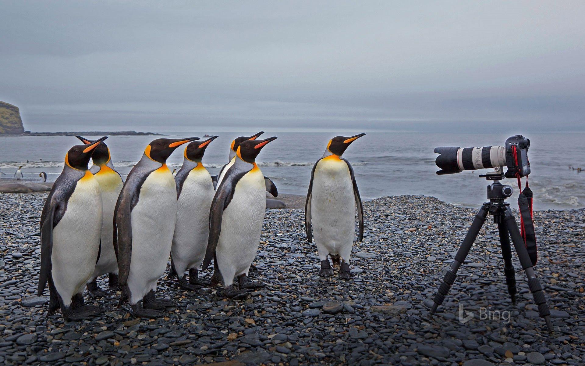 1920x1200 King penguins at St. Andrews Bay, South Georgia