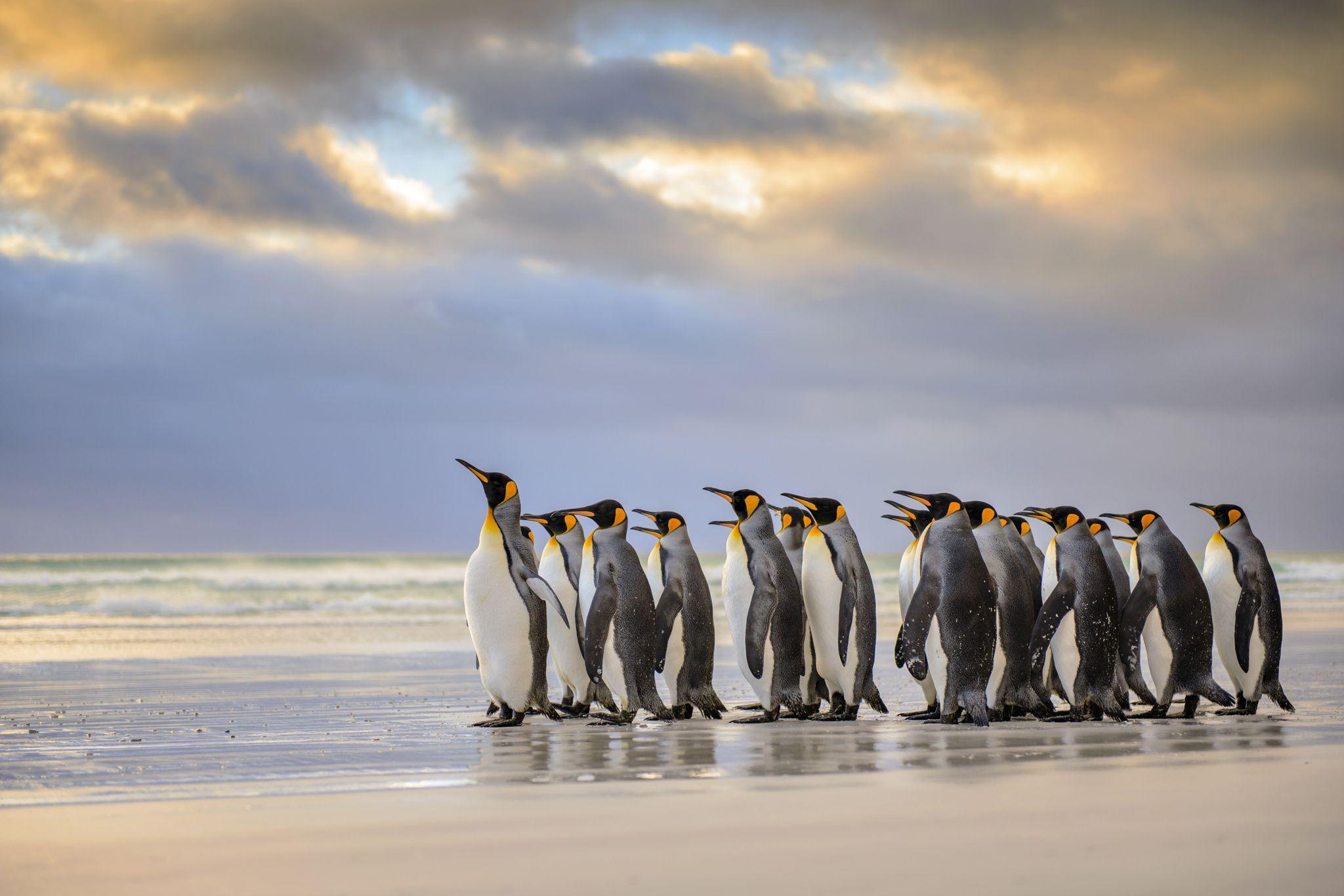 2048x1366 King Penguins on the Beach