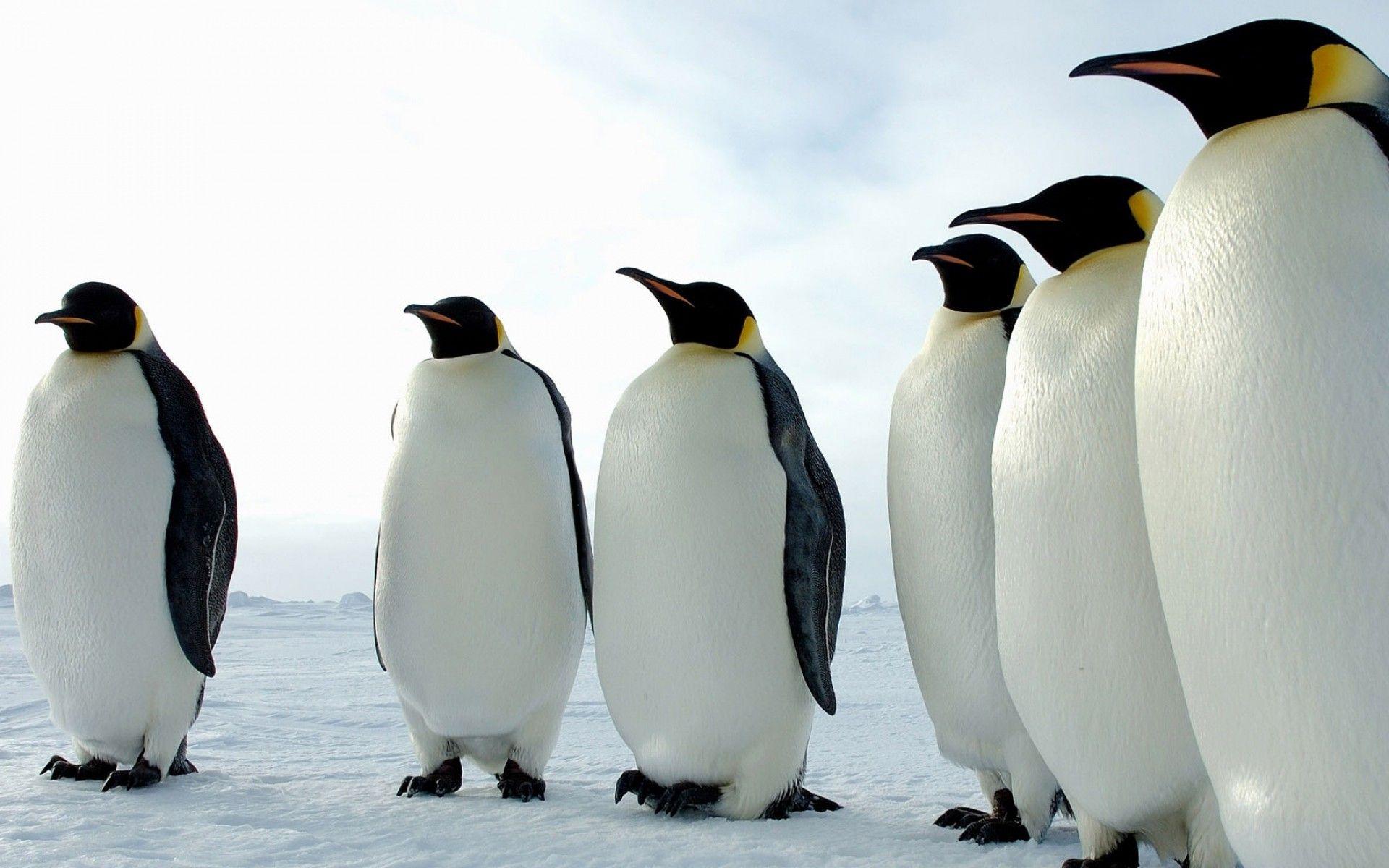 1920x1200 Big king penguins having a meeting wallpaper download. Wallpaper, picture, photo