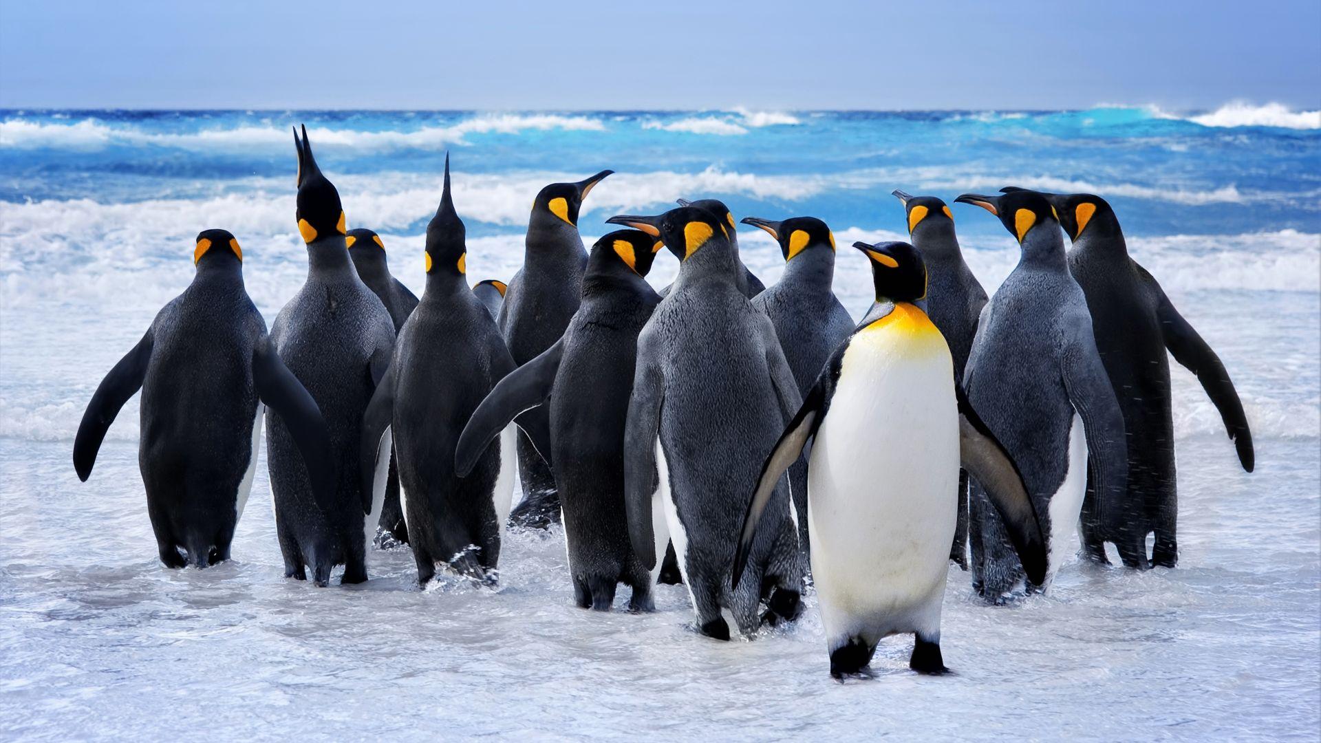 1920x1080 Desktop wallpaper king penguin at beach, animals, HD image, picture, background, 3f1212