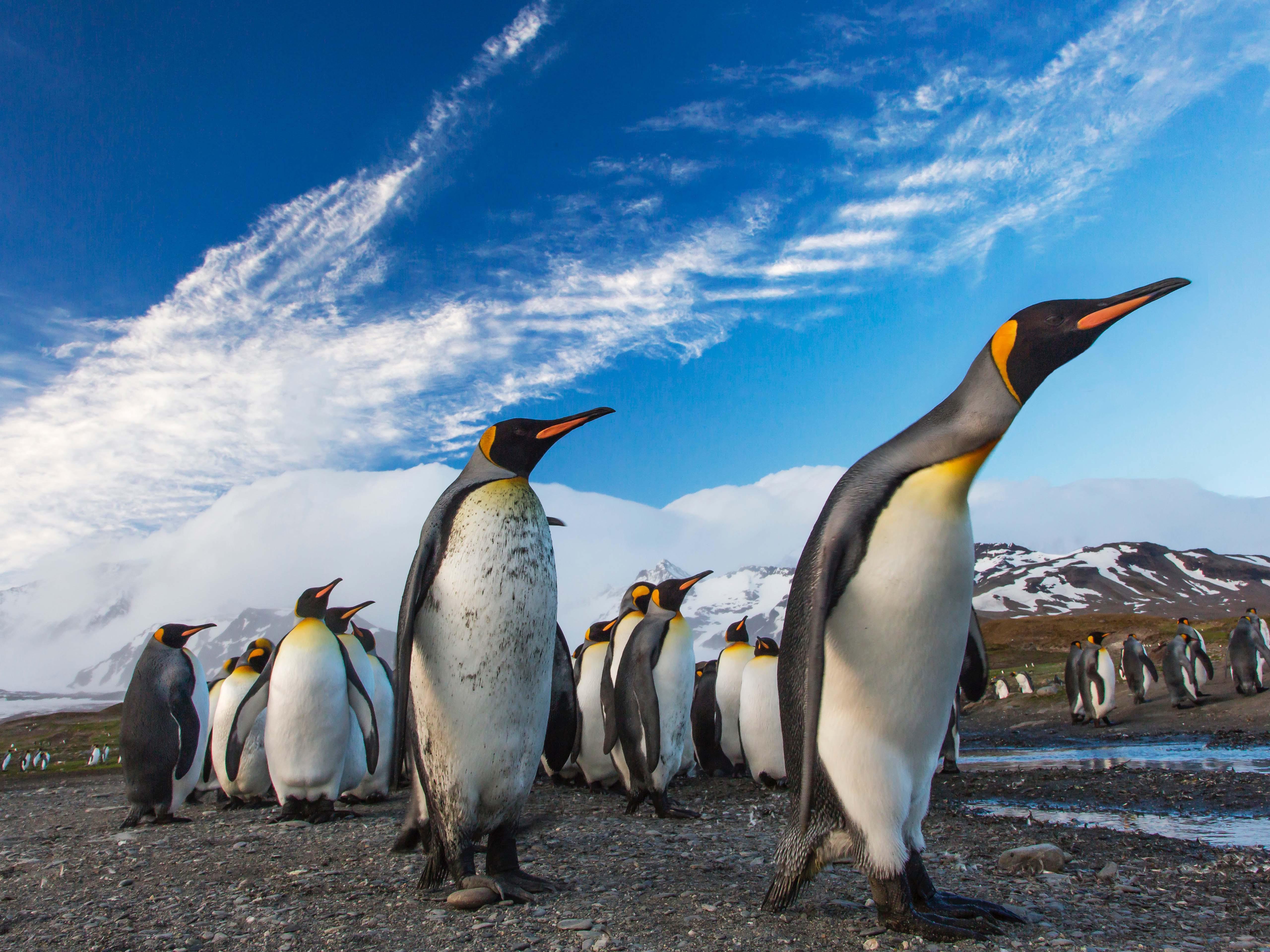 5120x3840 Penguin 4K wallpaper for your desktop or mobile screen free and easy to download