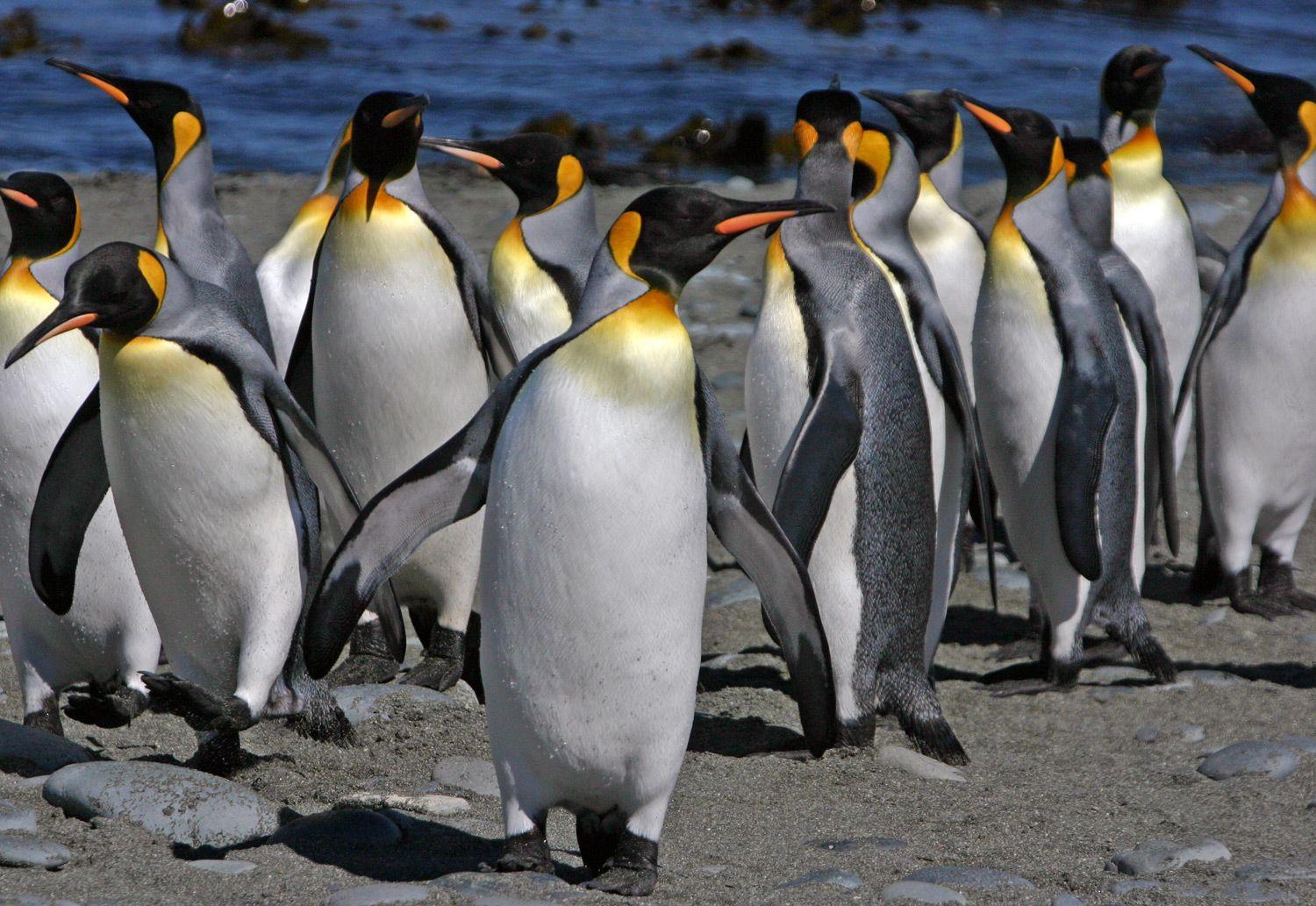 1500x1033 King penguins picture and facts