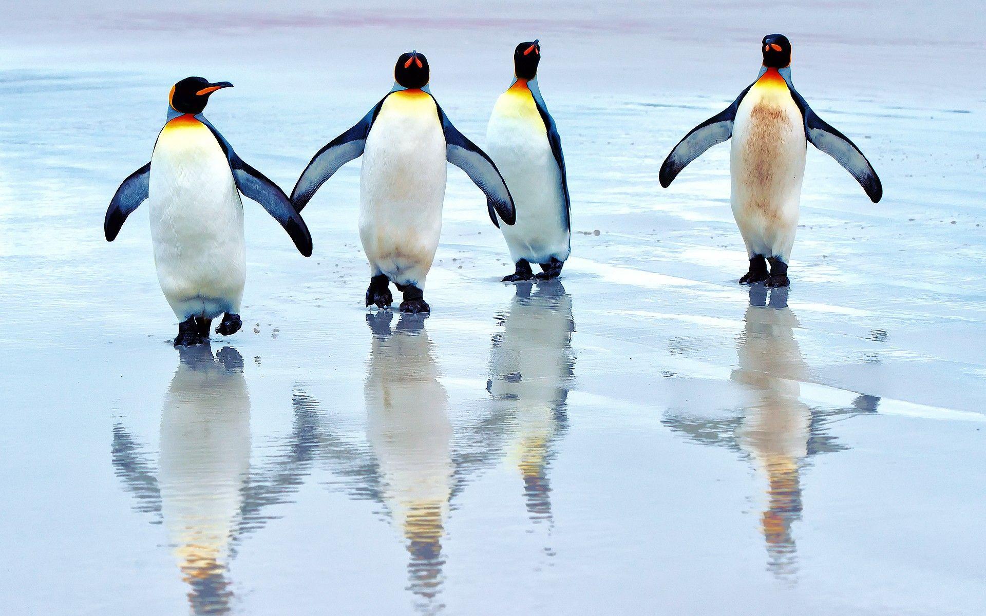 1920x1200 Four king penguins walking on the ice wallpaper download. Wallpaper, picture, photo
