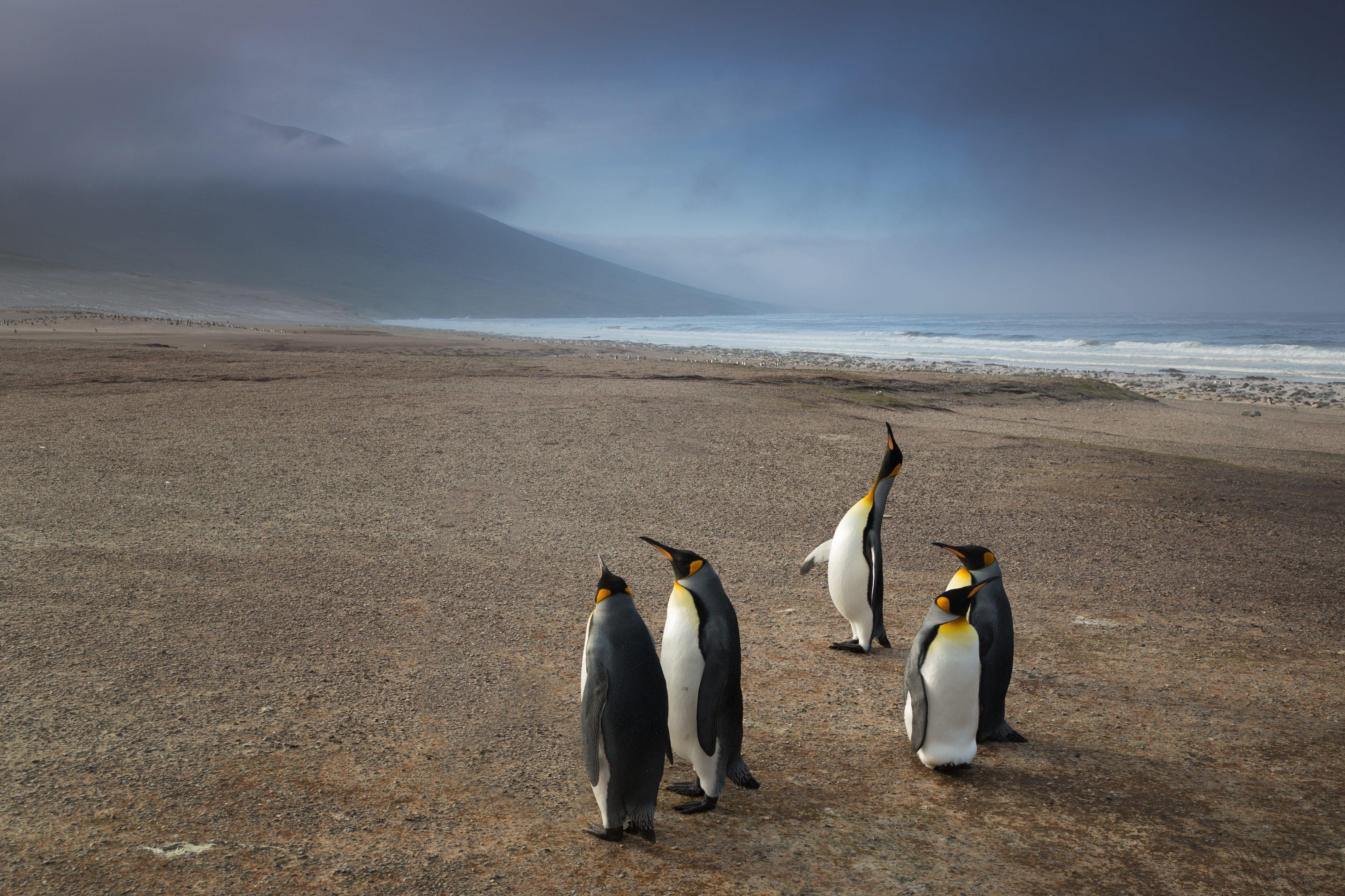 5519x3679 King Penguins Lost iPhone Wallpaper