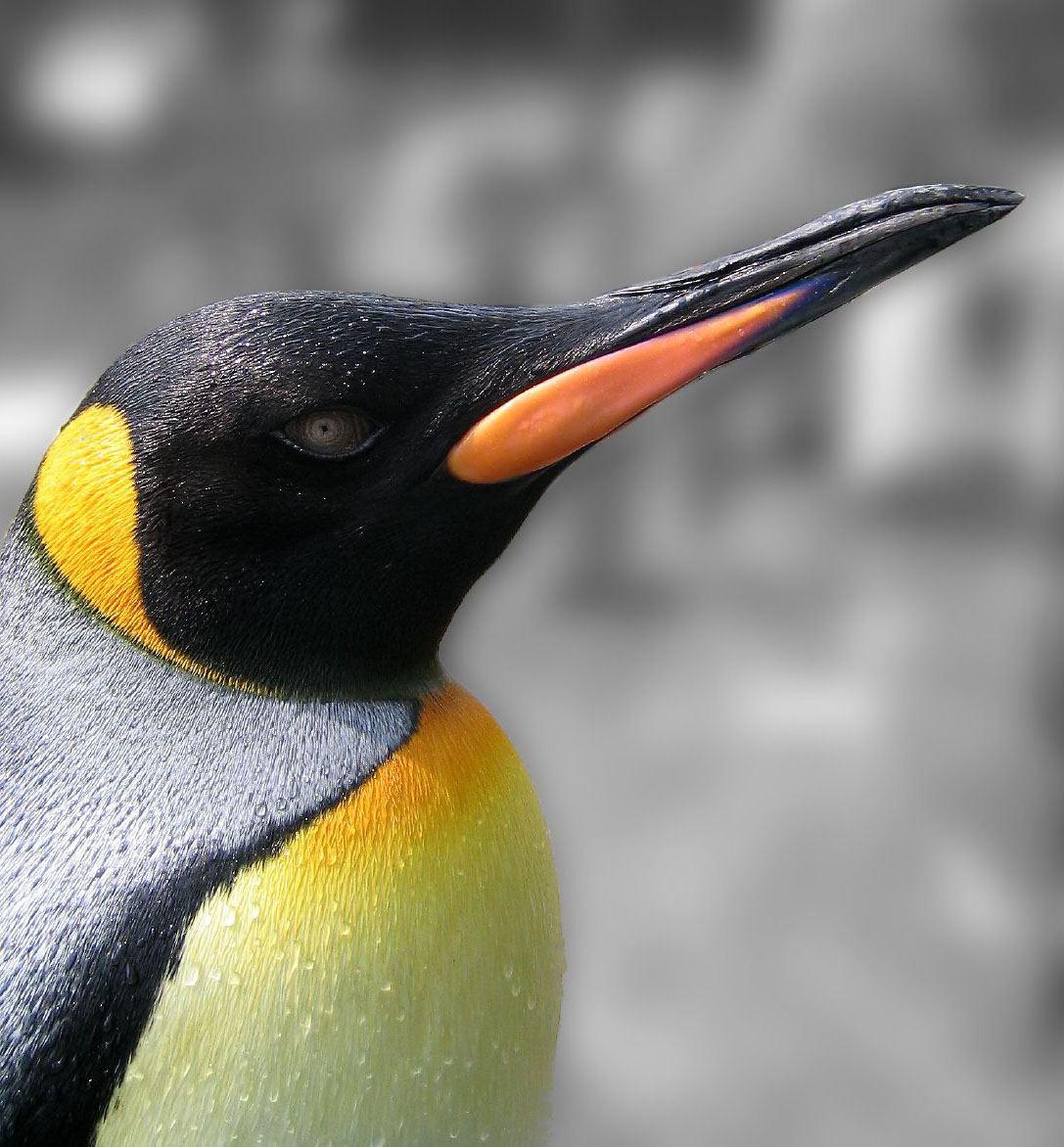 1087x1172 Free King Penguin Wallpaper