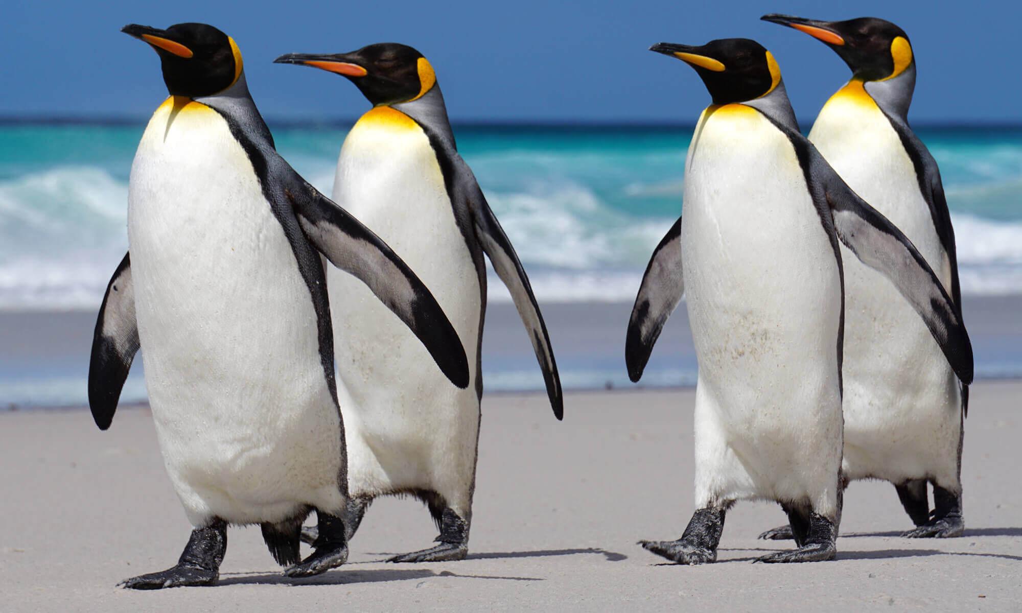 King Penguin Wallpapers - Top Free King Penguin Backgrounds 