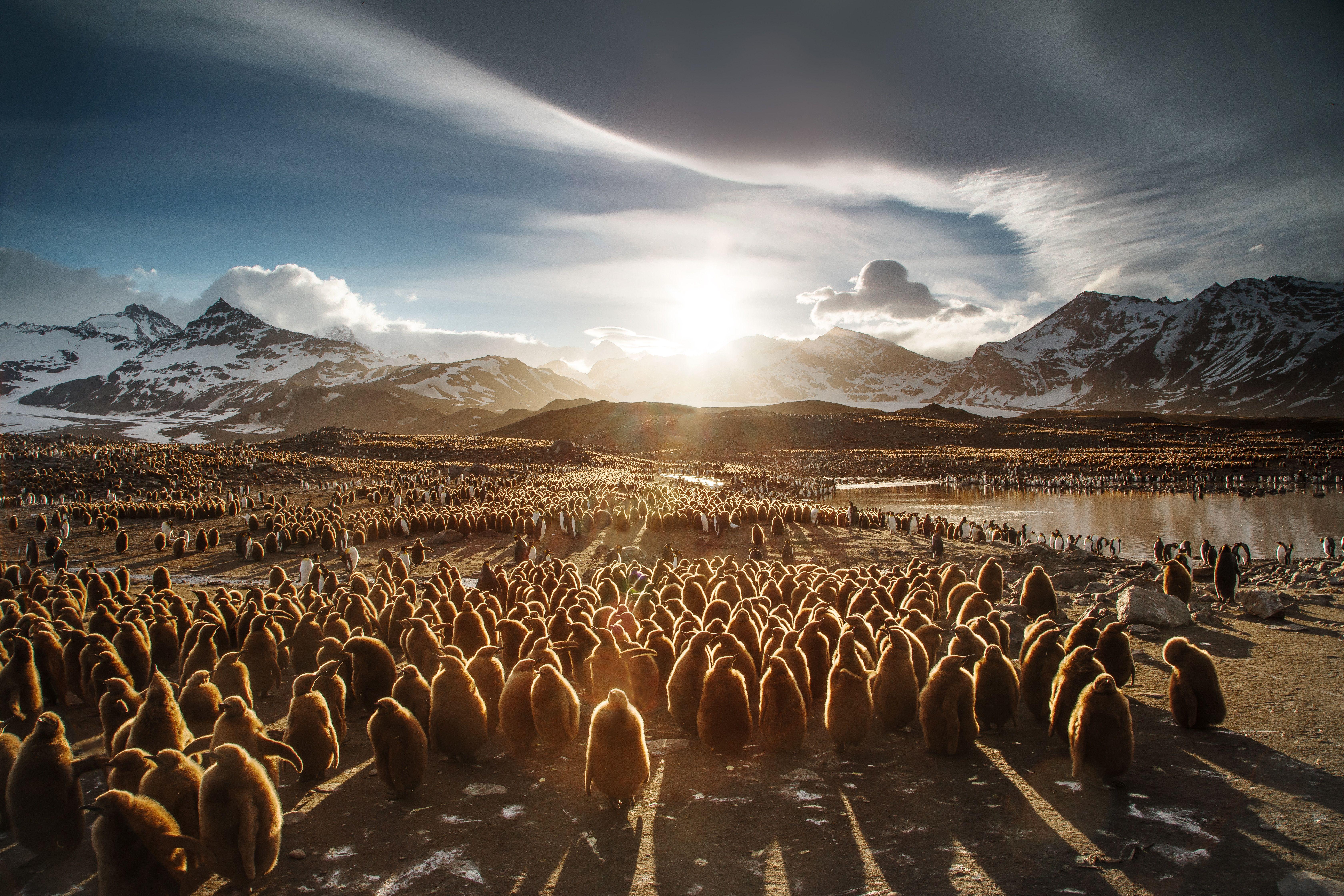 6720x4480 Juvenile King Penguins 5k Chromebook Pixel HD 4k Wallpaper, Image, Background, Photo and Picture