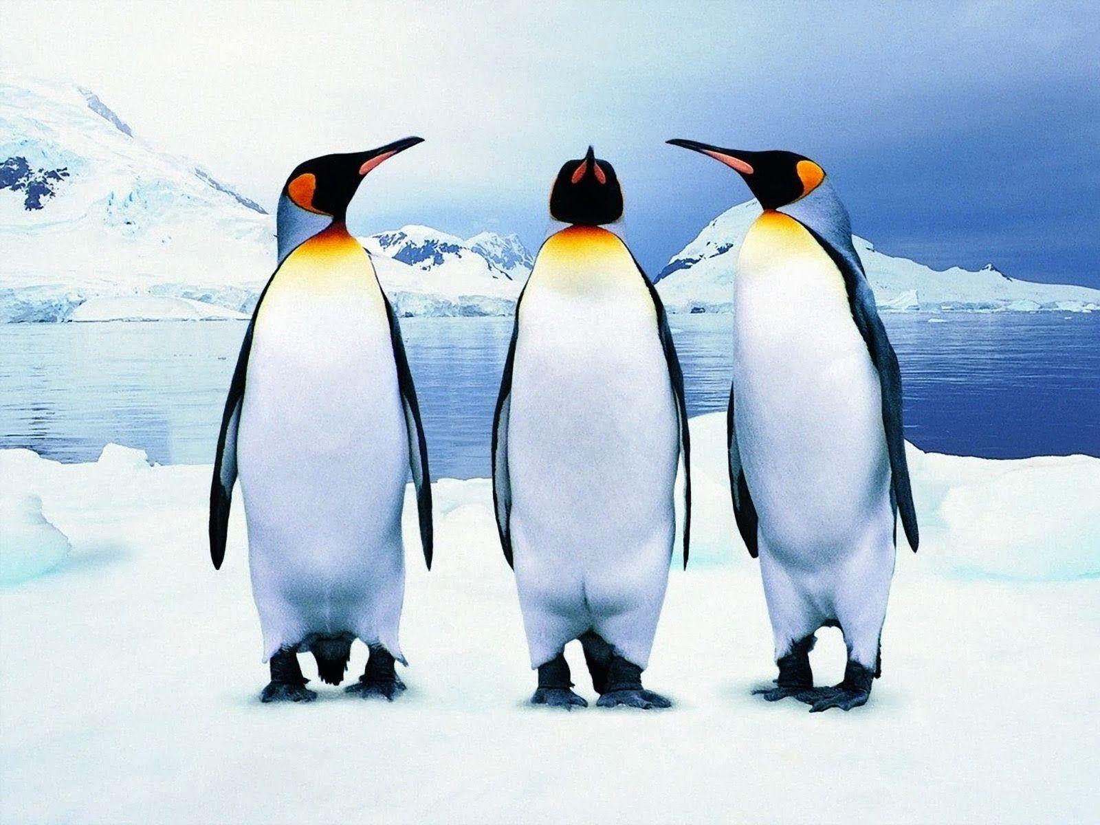 1600x1200 art picture: King Penguins Wallpaper