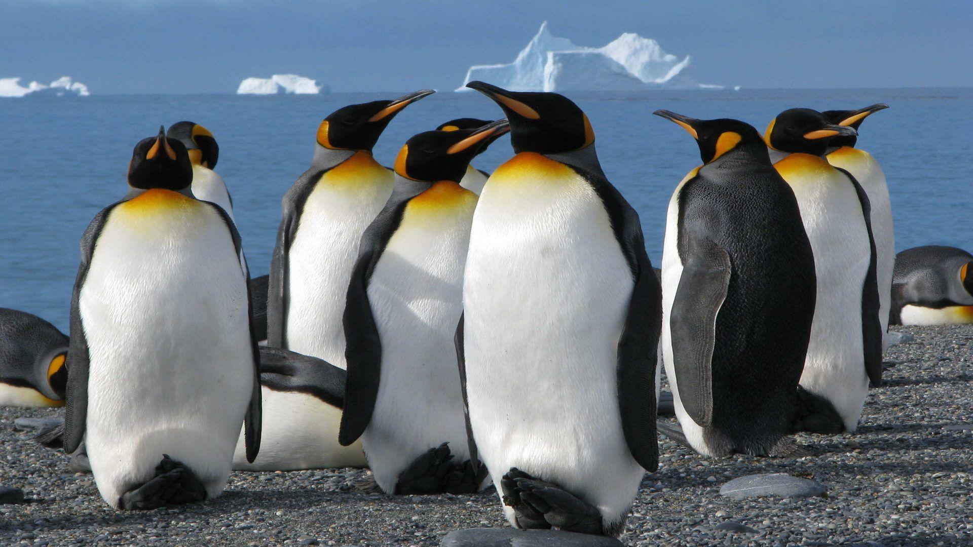 King Penguin Wallpapers - Top Free King Penguin Backgrounds ...