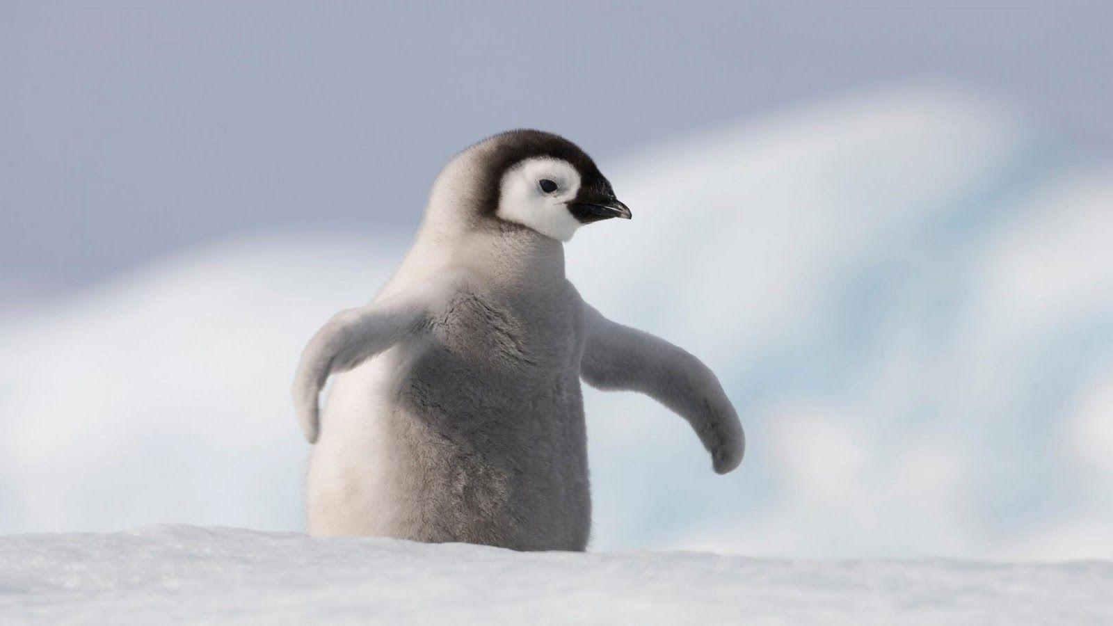 1600x900 Penguin Wallpaper. Christmas Penguin Wallpaper, Funny Penguin Wallpaper and Batman Penguin Wallpaper