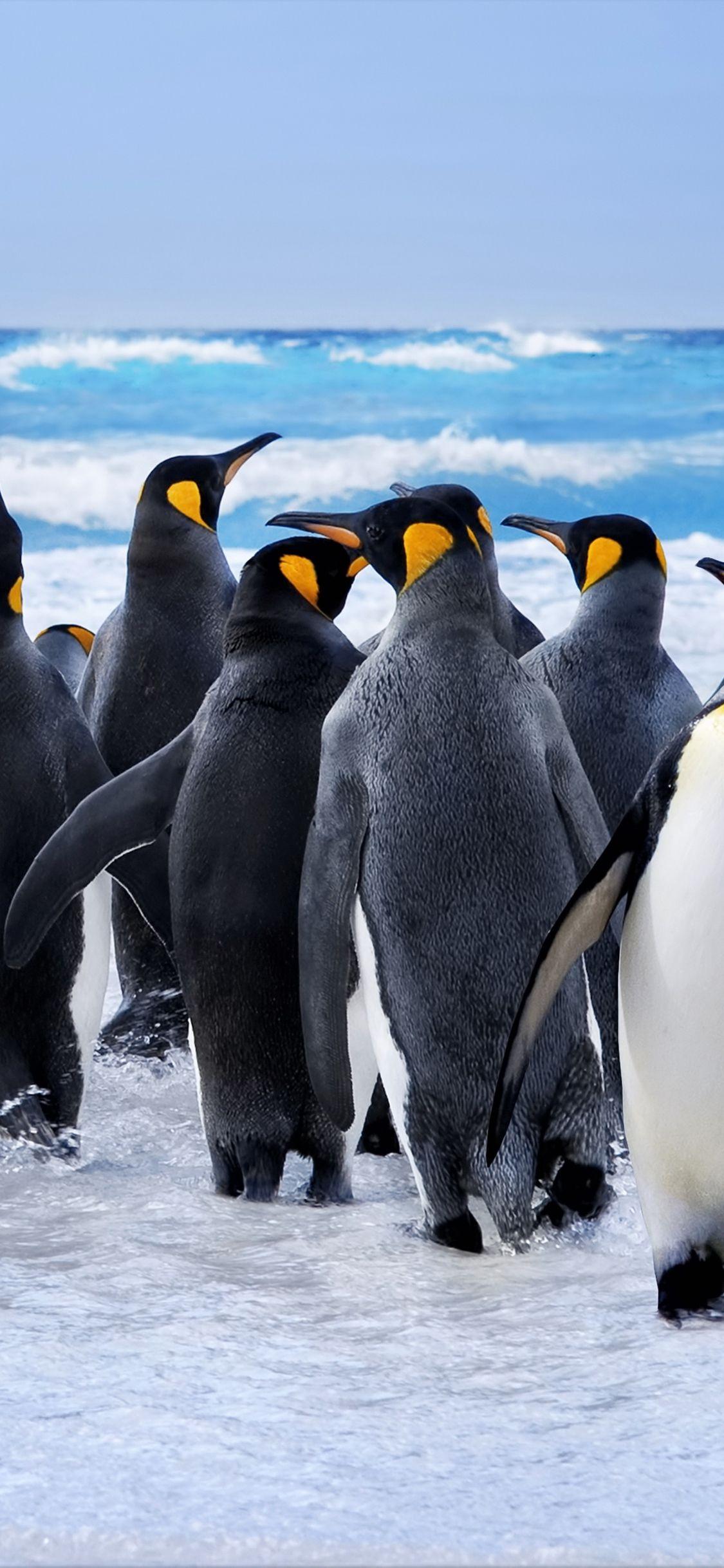 1125x2436 Download 1125x2436 wallpaper king penguin at beach, animals, iphone x 1125x2436 HD image, background, 1201