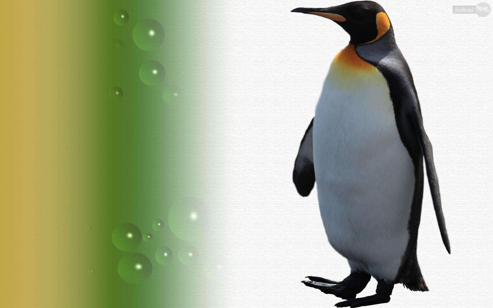 1920x1200 Penguin Wallpaper