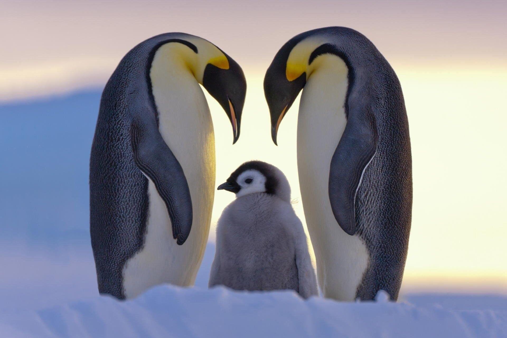 1920x1280 Penguin Wallpaper