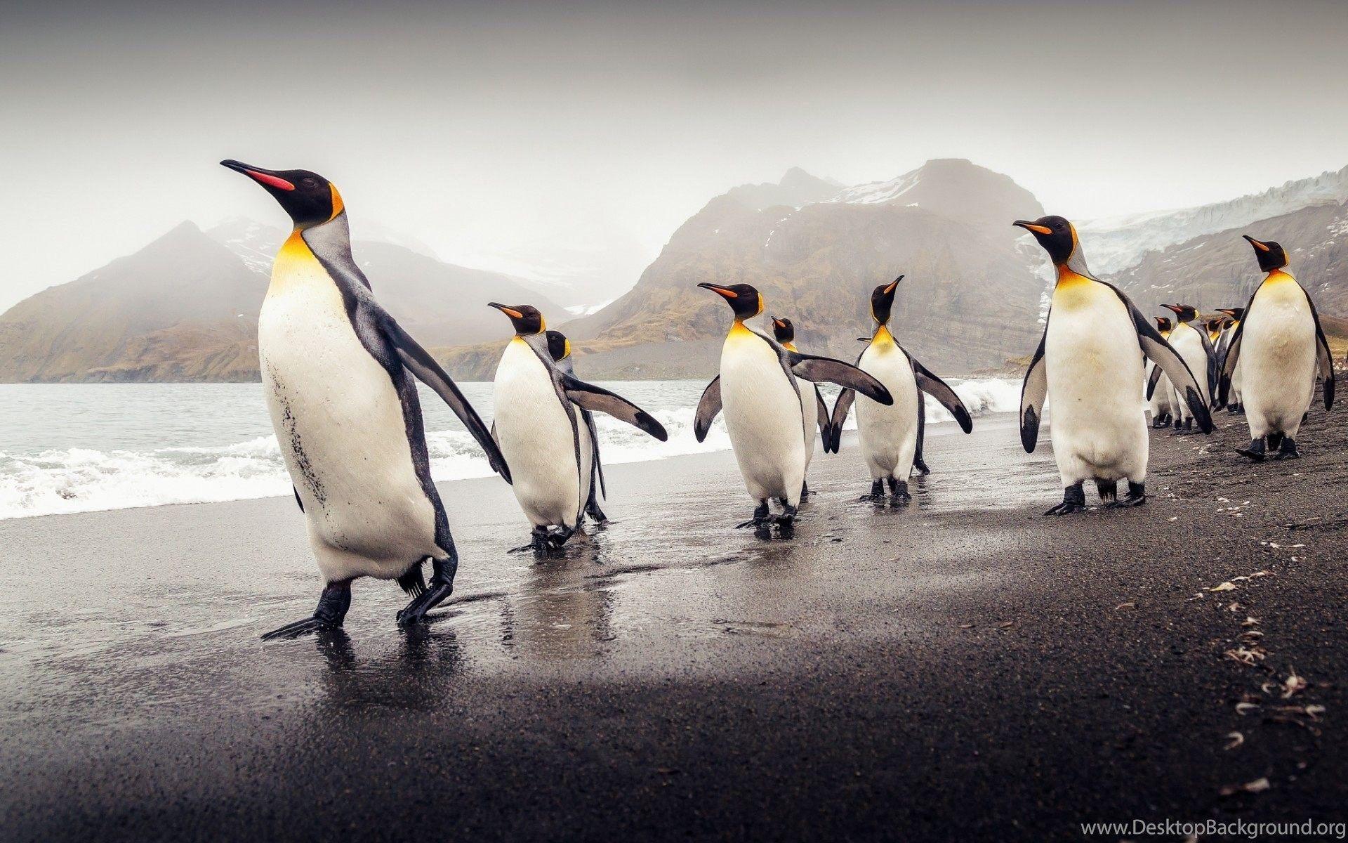 1920x1200 King Penguin Of South Georgia Wallpaper HD Free Download Desktop Background