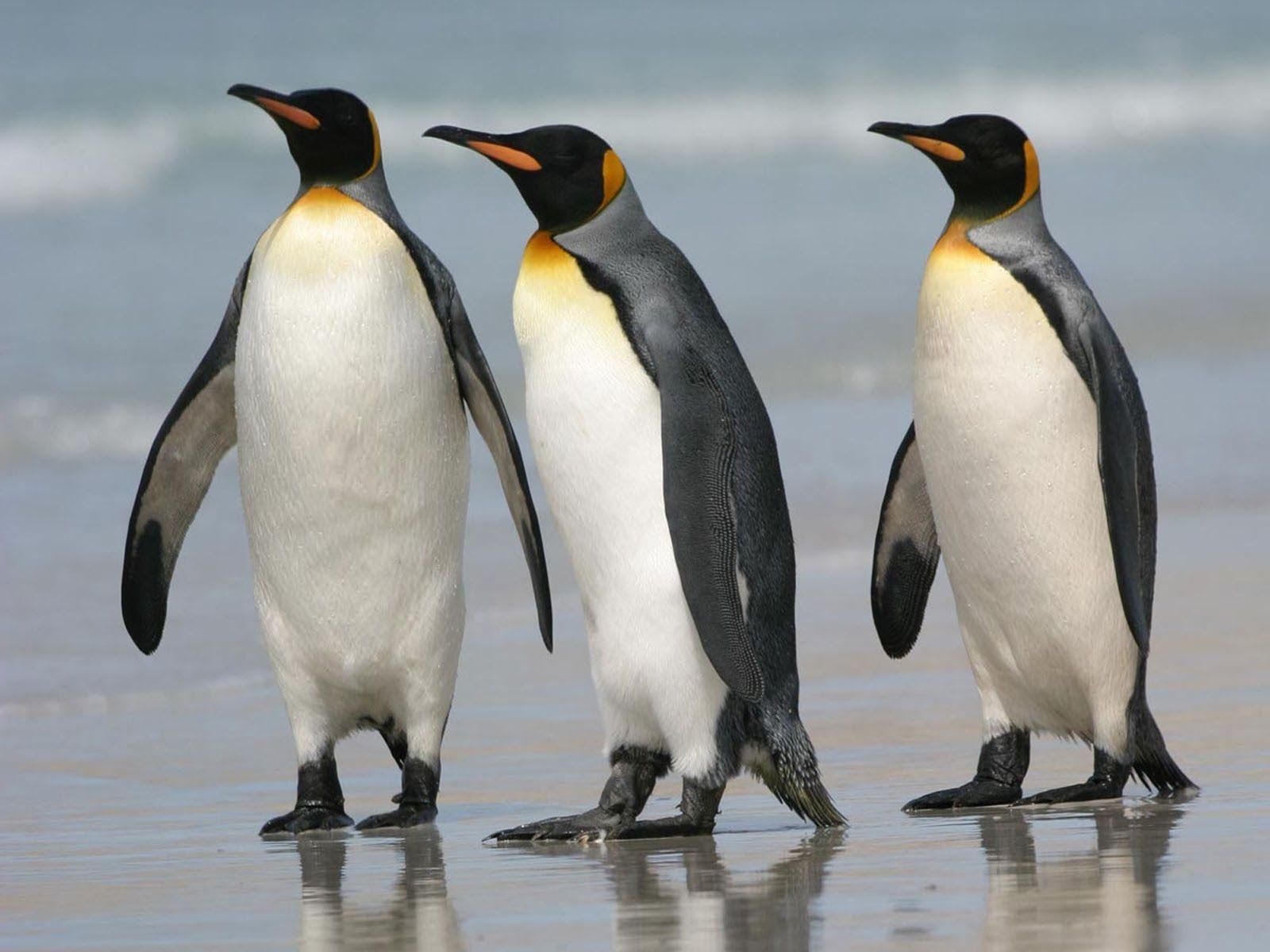 1600x1200 Penguin Desktop Background