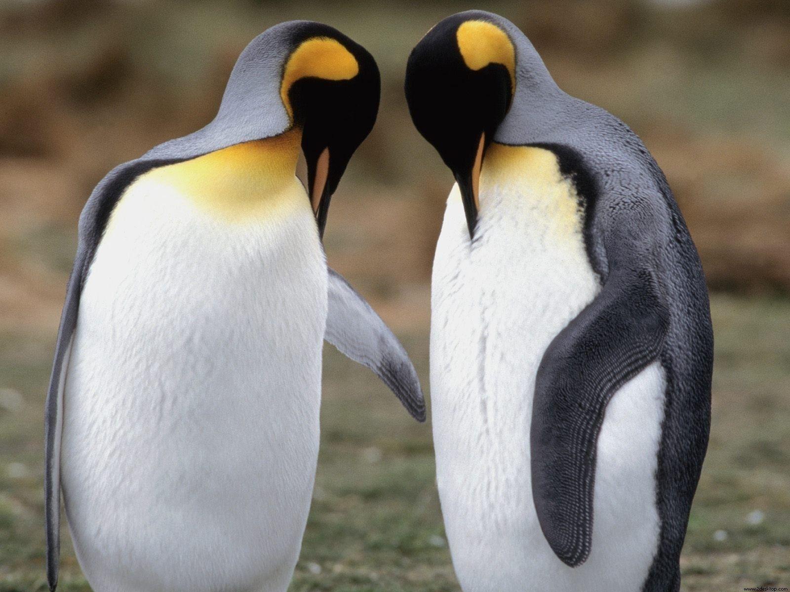 1600x1200 Tuxedo Check King Penguins Wallpaper in jpg format for free download