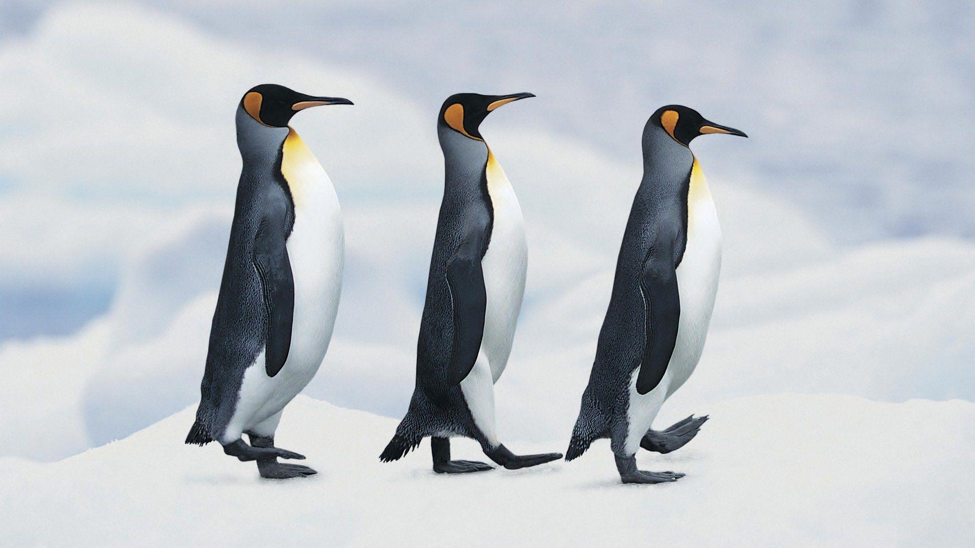 1920x1080 Free download Penguin HD Wallpaper - Wallpaper Stream [1920x1080] for your Desktop, Mobile & Tablet. Explore King Penguin Wallpaper. King Penguin Wallpaper, Penguin Wallpaper, Penguin Wallpaper