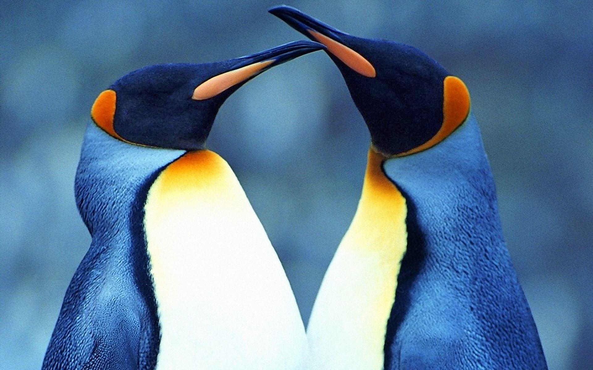 1920x1200 Animal Bird King Penguin Love Penguin Wallpaper:1920x1200