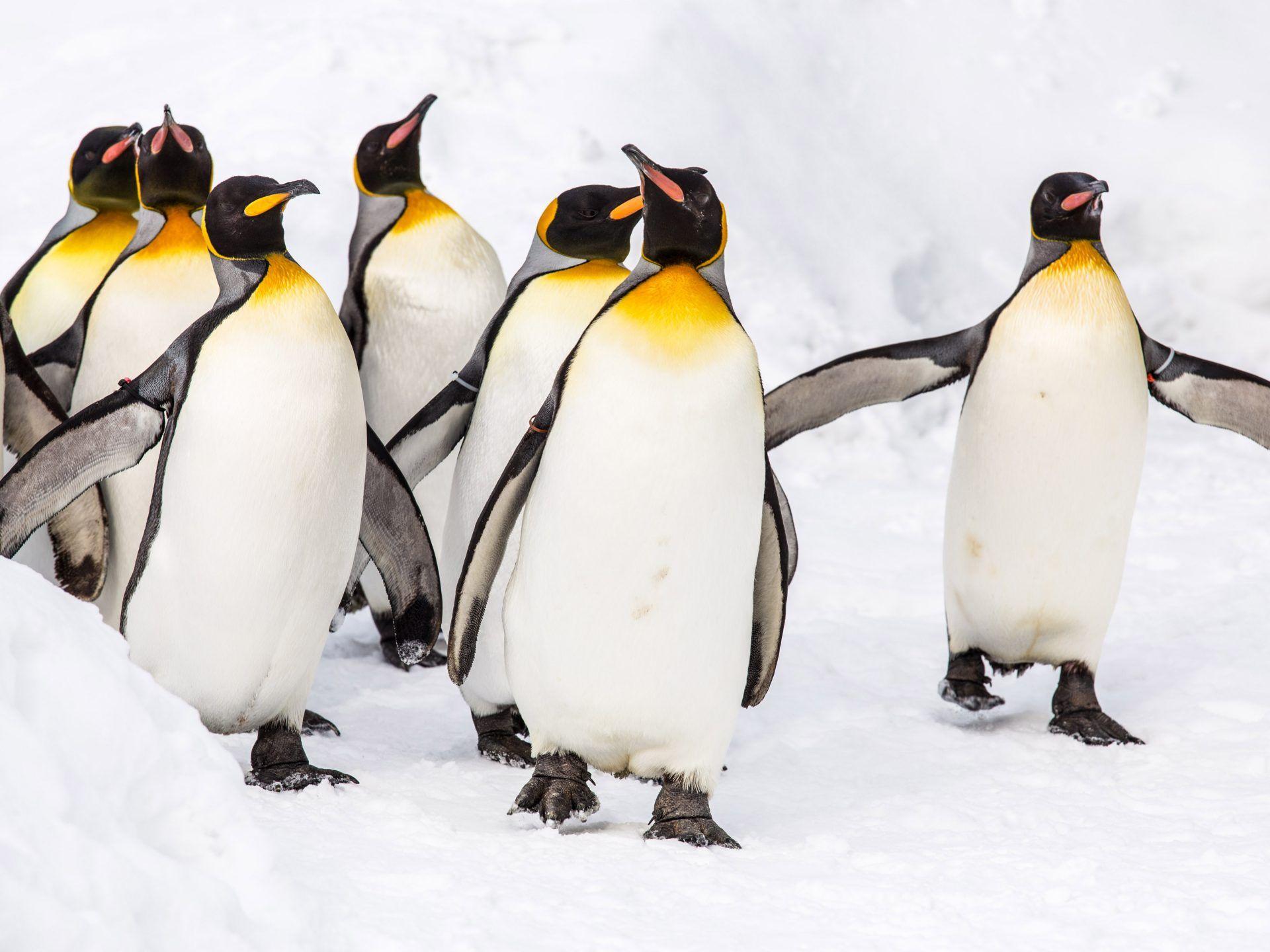 1920x1440 Beautiful Animals In The Antarctic King Penguin Aptenodytes Patagonicus Ultra HD Wallpaper 5472x3420 :