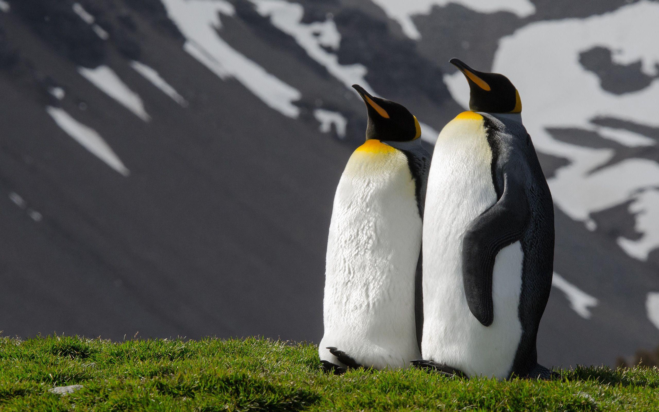 2560x1600 Download wallpaper King penguins, green grass, penguins couple, flightless birds, penguins, Aptenodytes patagonicus for desktop with resolution 2560x1600. High Quality HD picture wallpaper