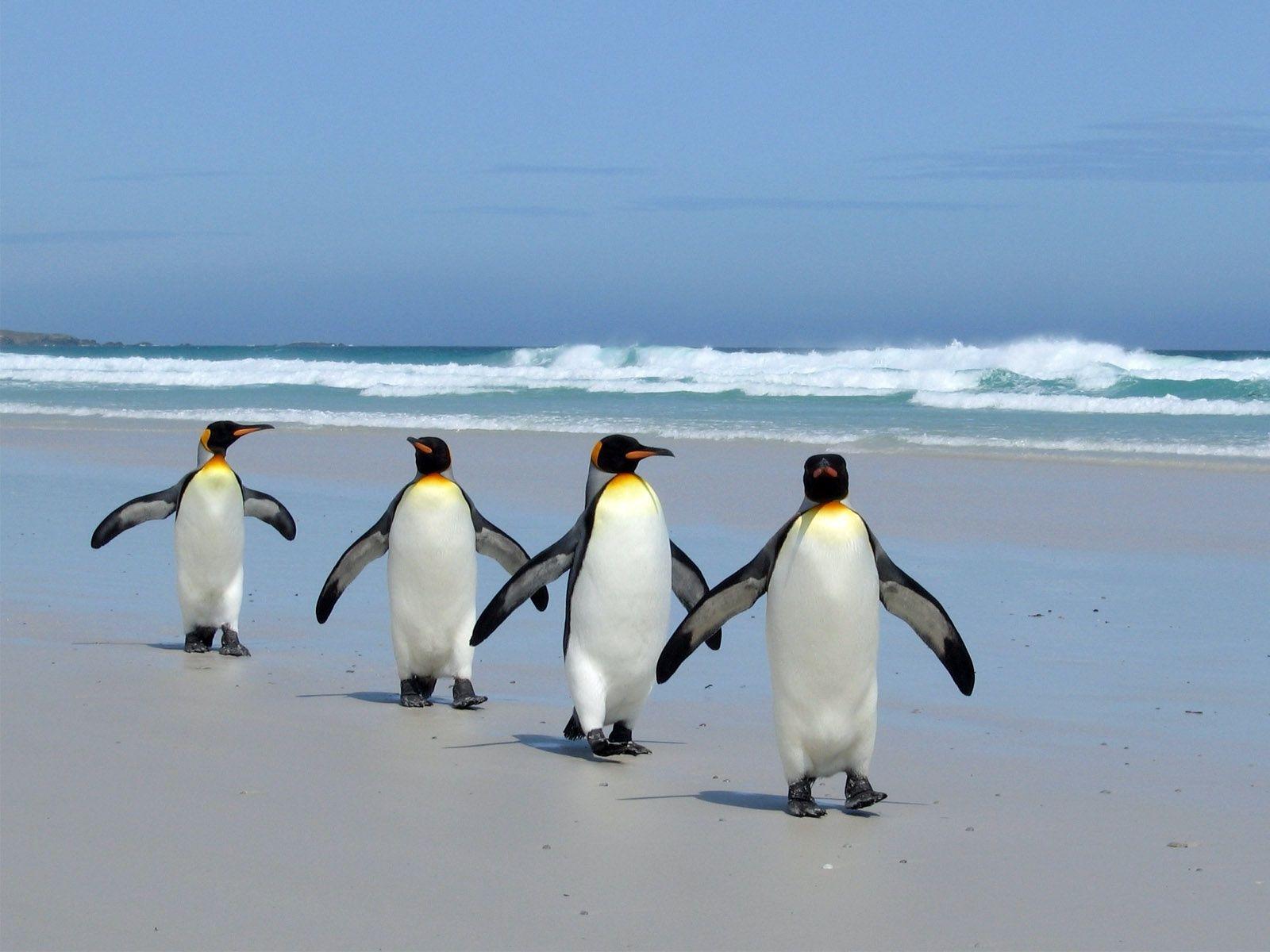 1600x1200 awesome King Penguins For Desktop. Penguins, Penguin wallpaper, Penguin image