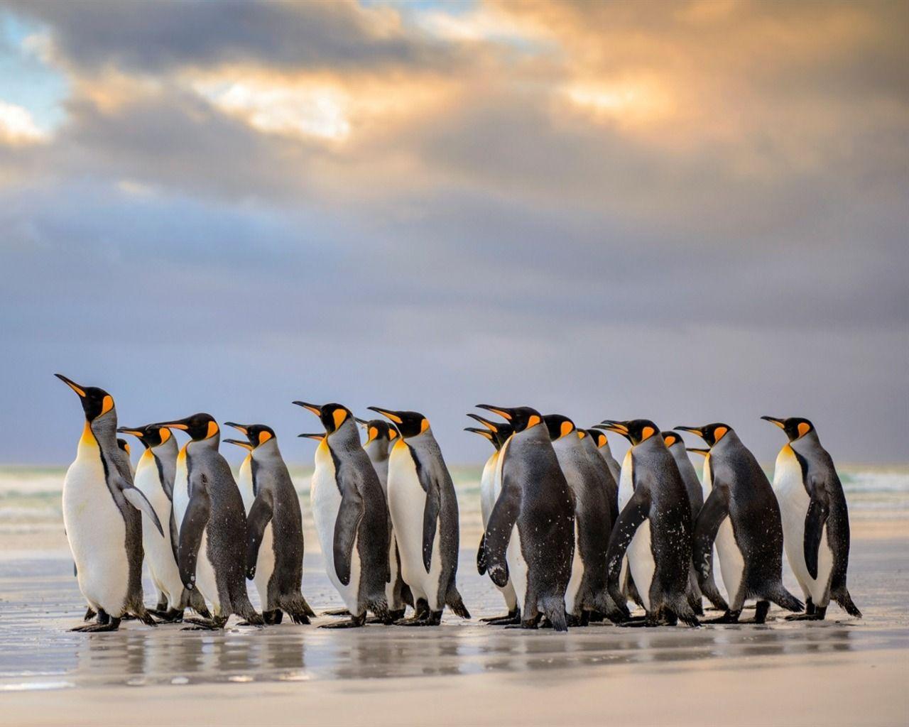 1280x1024 Antarctica King Penguins Animal HD Wallpaper 13
