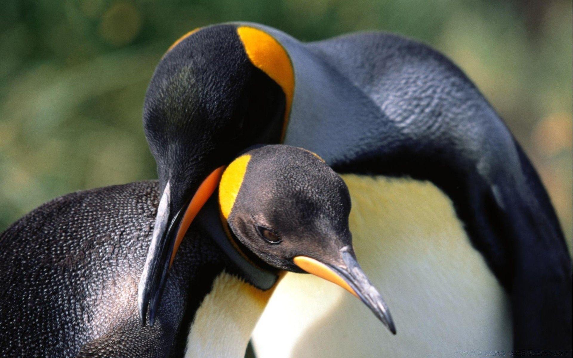 1920x1200 King Penguins Love