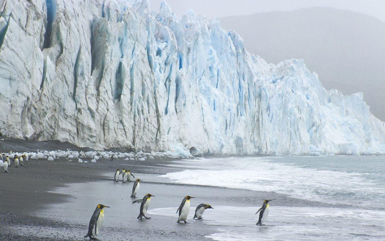 1280x804 King Penguins Wallpaper Desktop Wallpaper Penguin