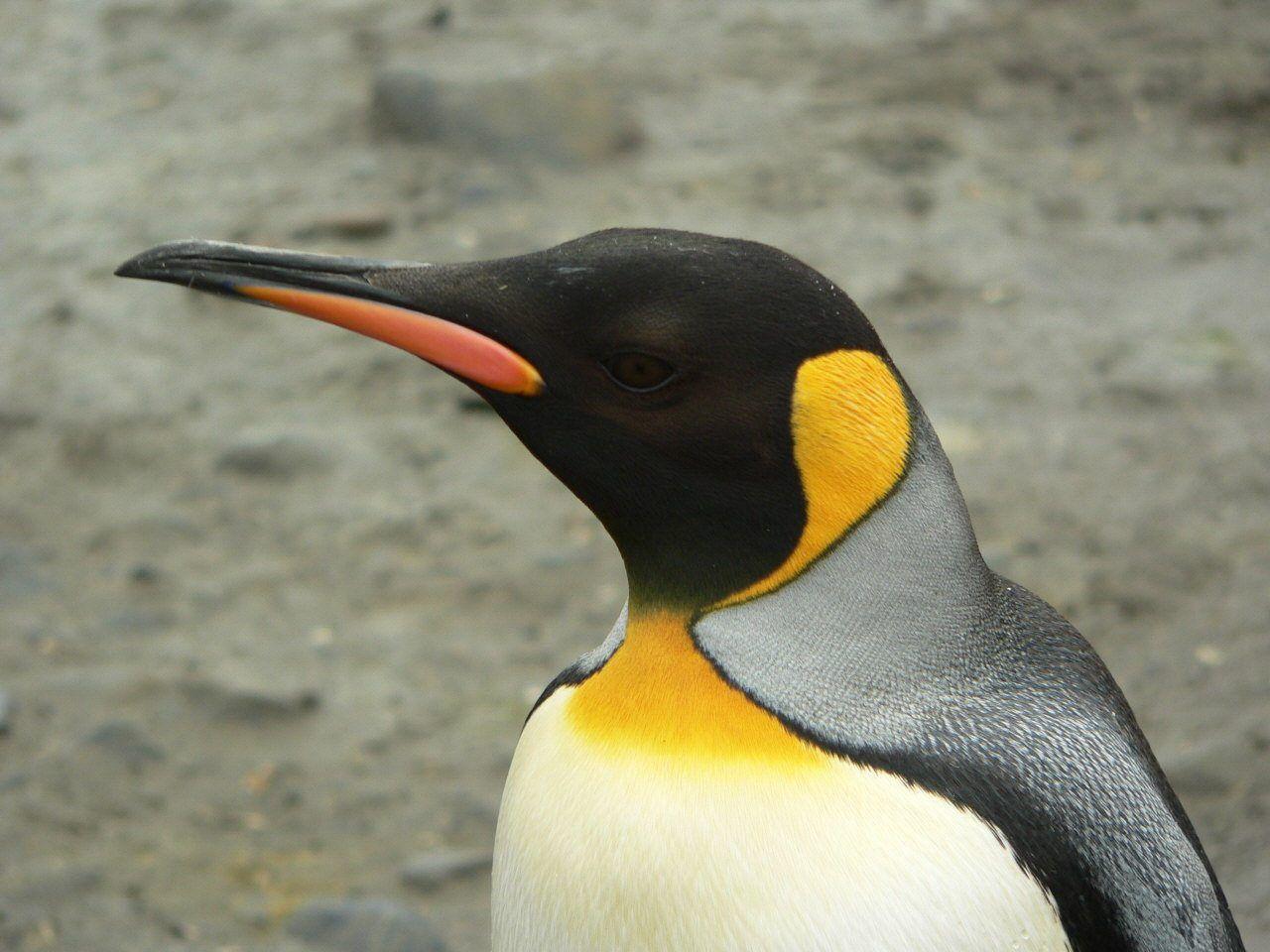 King Penguin Wallpapers - Top Free King Penguin Backgrounds ...