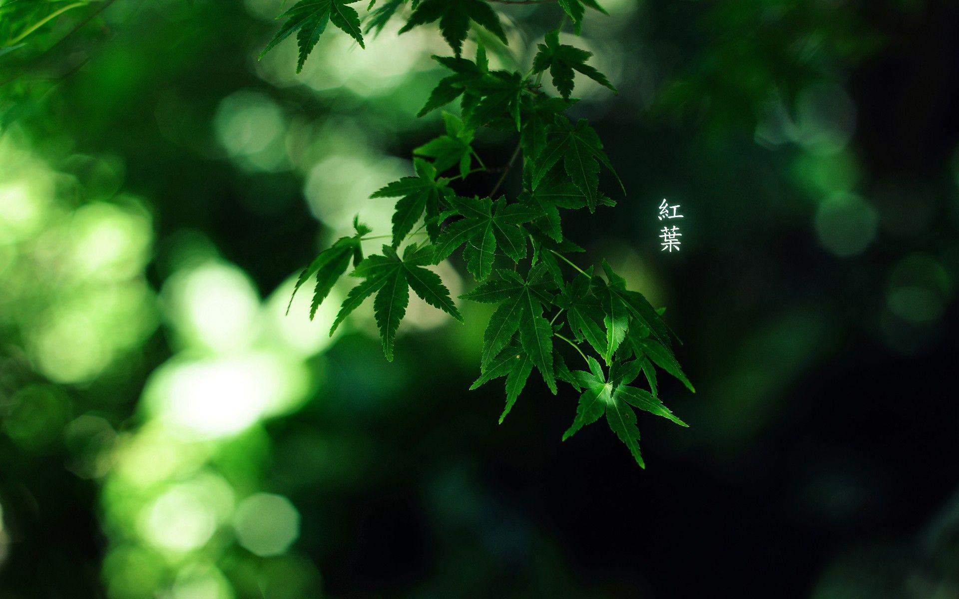 1920x1200 green, Japan, Nature, Trees, Forest, Leaves, Bamboo, Japanese, Depth, Of, Field, Momiji Wallpaper HD / Desktop and Mobile Background