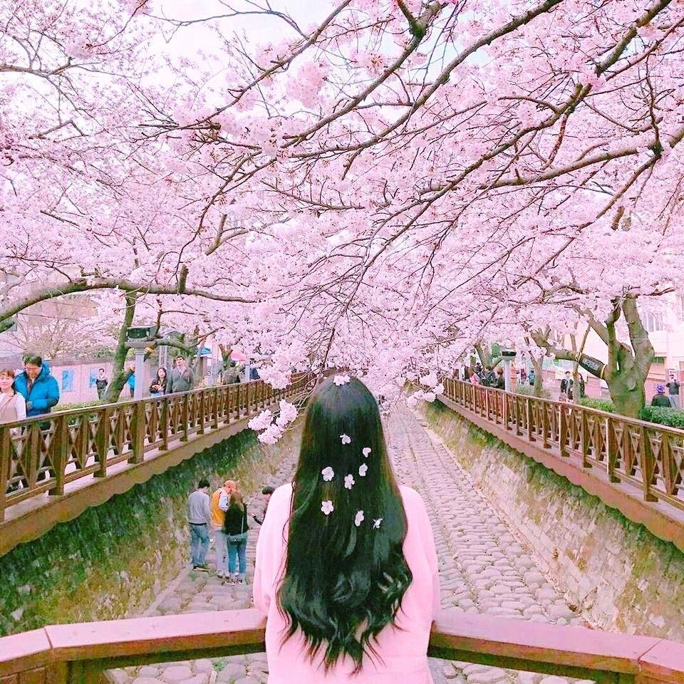 960x960 Korean Girl In A Cherry Blossom