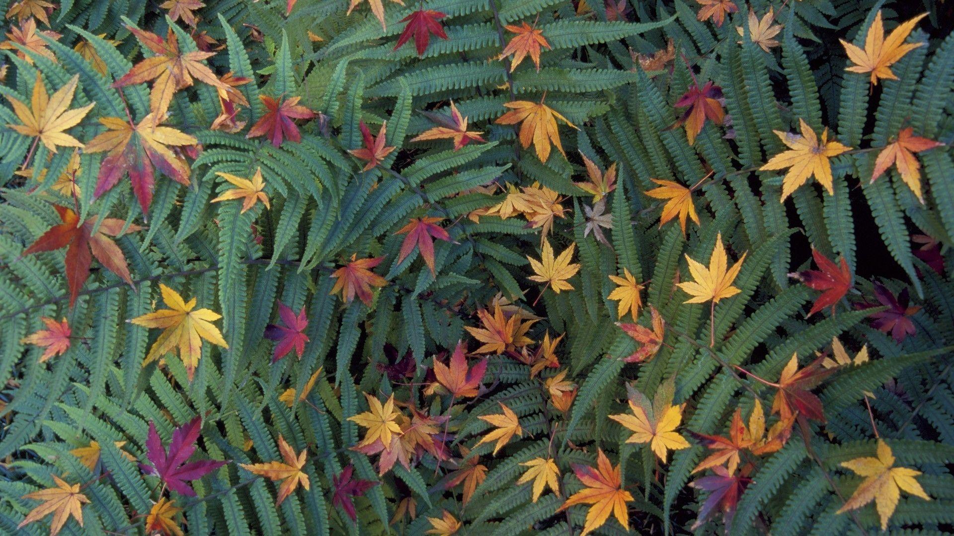 1920x1080 Green japan tokyo leaves japanese ferns fallen leaves wallpaperx1080