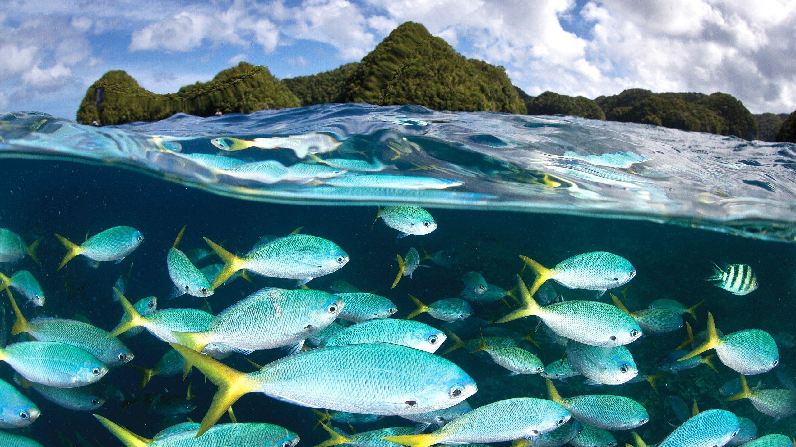 2560x1440 Wallpaper Palau Diving Center, 5k, 4k wallpaper, Malakal island, diving, tourism, travel, OS