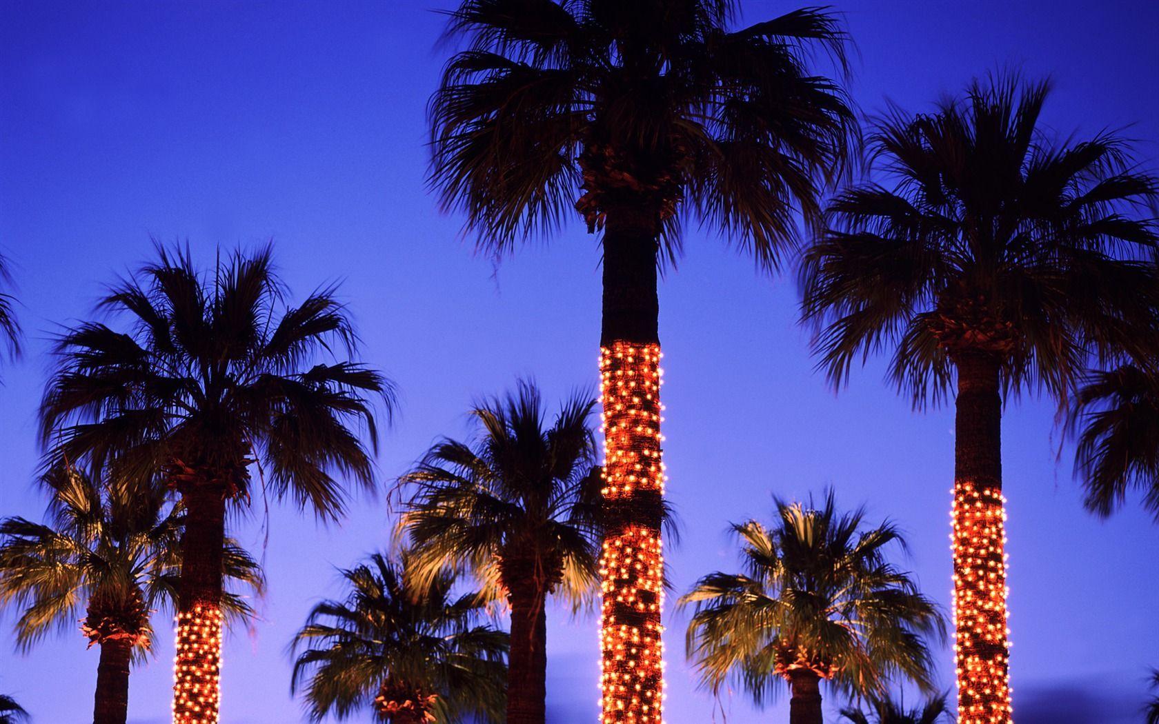1680x1050 Palm tree christmas lights .com