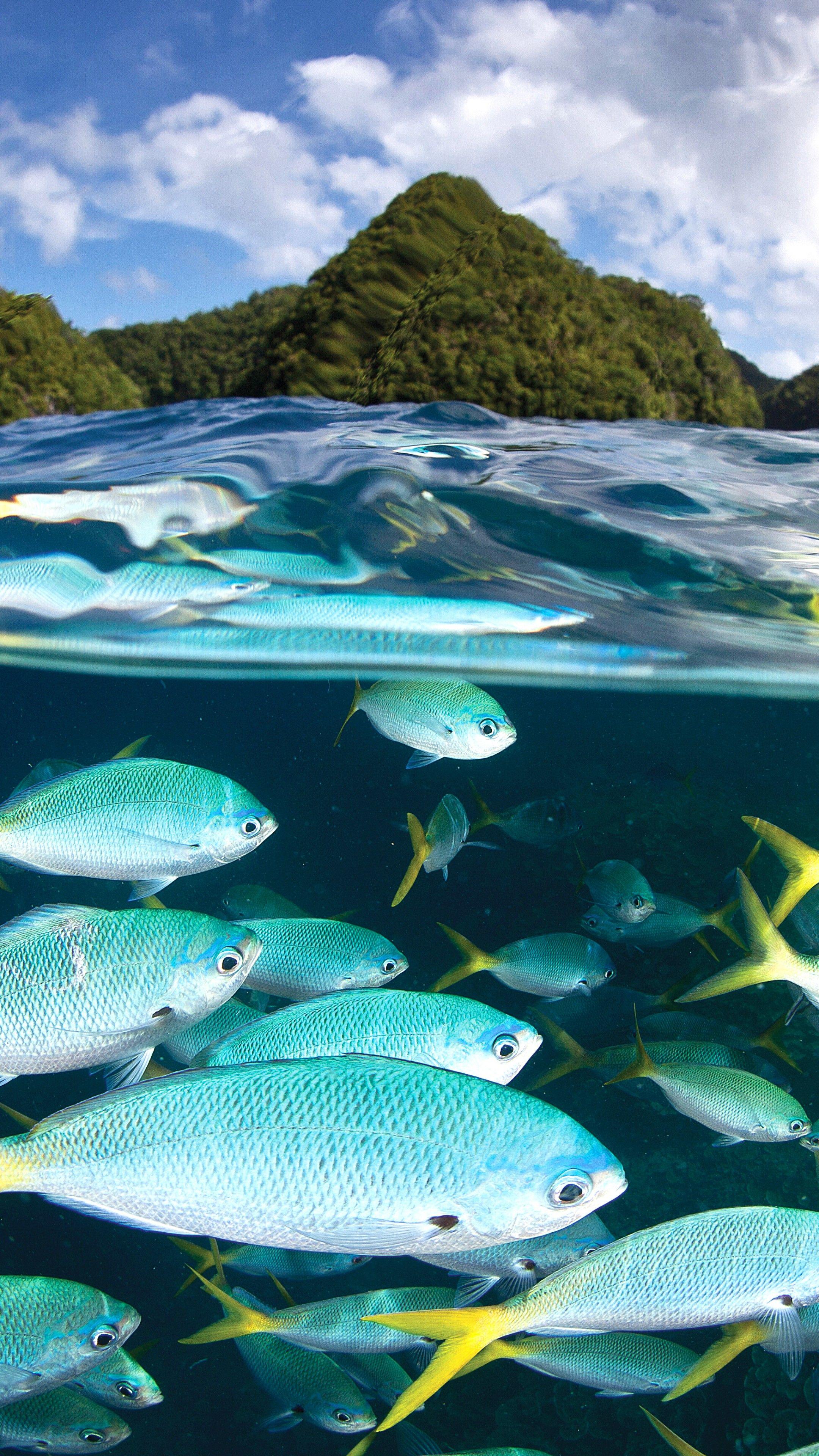 2160x3840 Wallpaper Palau Diving Center, 5k, 4k wallpaper, Malakal island, diving, tourism, travel, OS