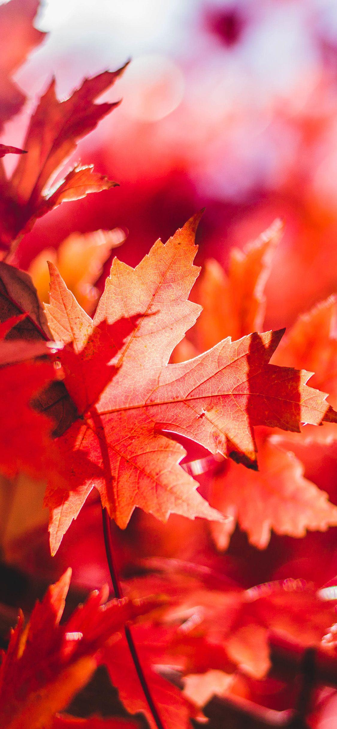 1125x2436 Maple Leaf Flower Red Fall Autumn