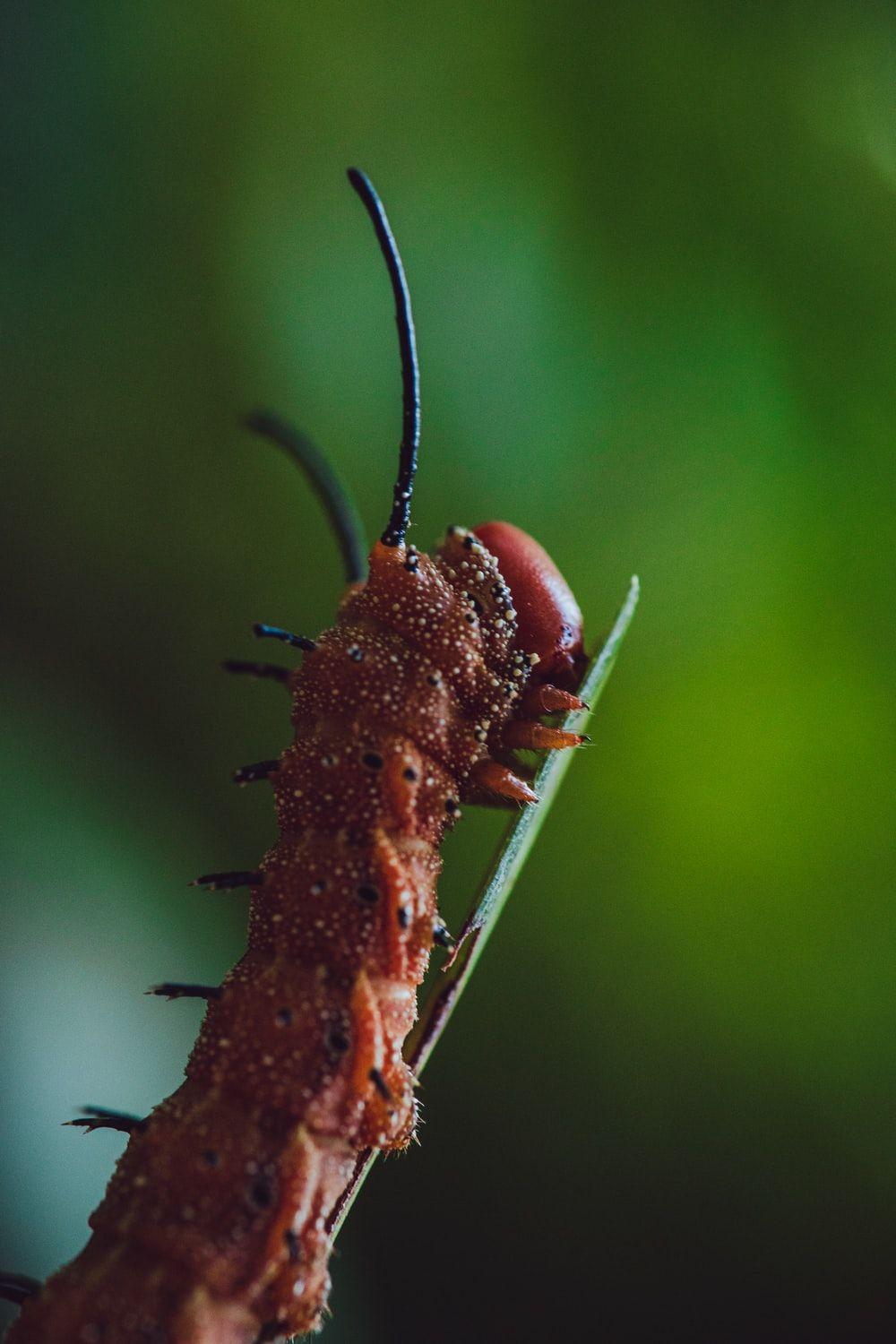 1000x1500 Cricket Insect Picture. Download Free Image